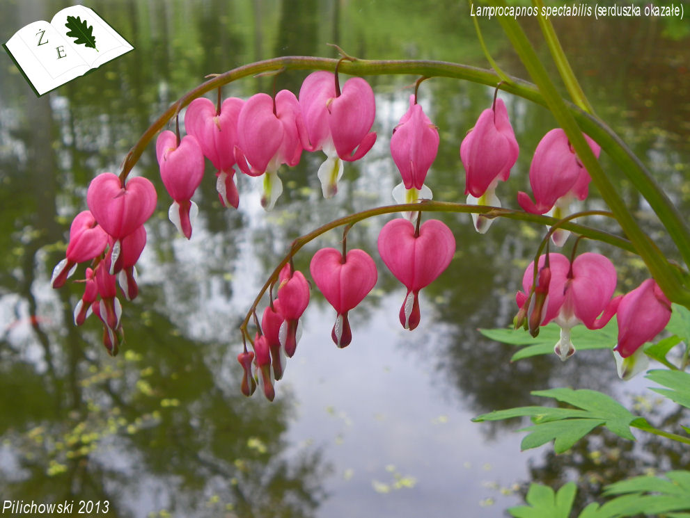 lamprocapnos spectabilis 2013 pilichowski