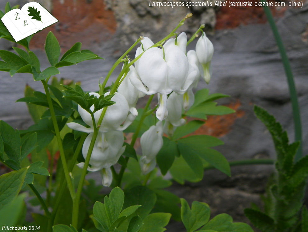 lamprocapnos spectabilis alba pilichowski 2014