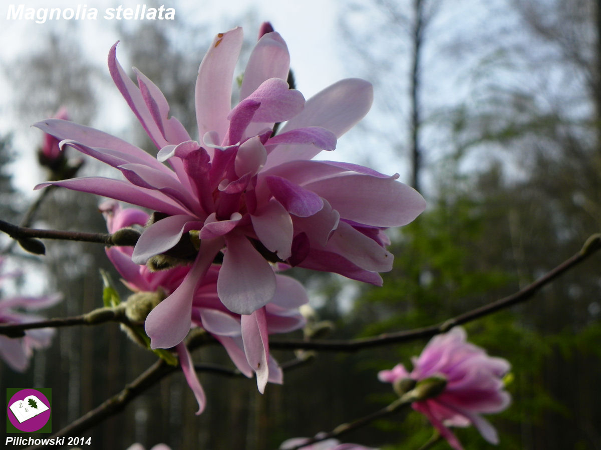 magnolia stellata