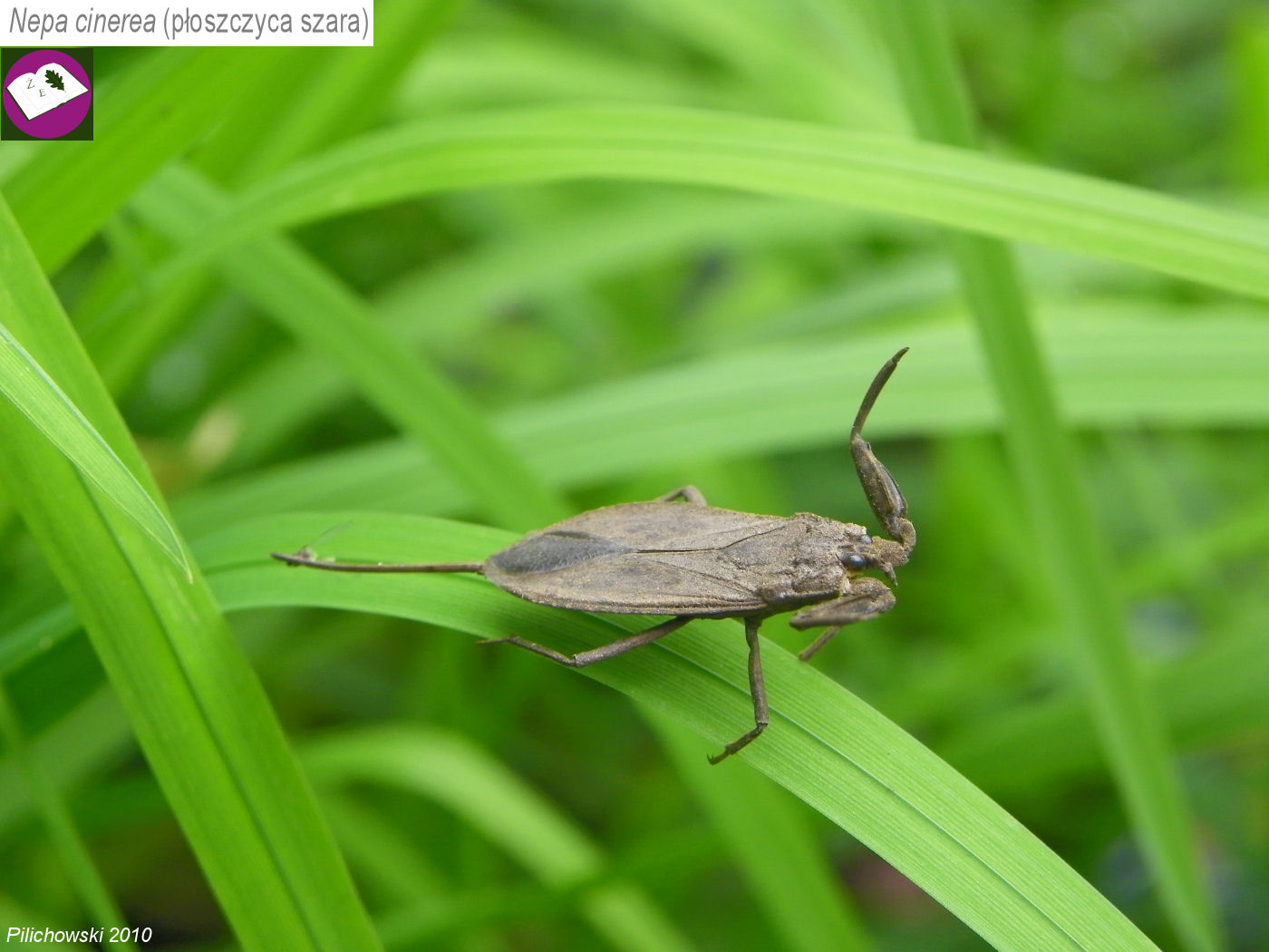 nepa cinerea pilichowski 2010