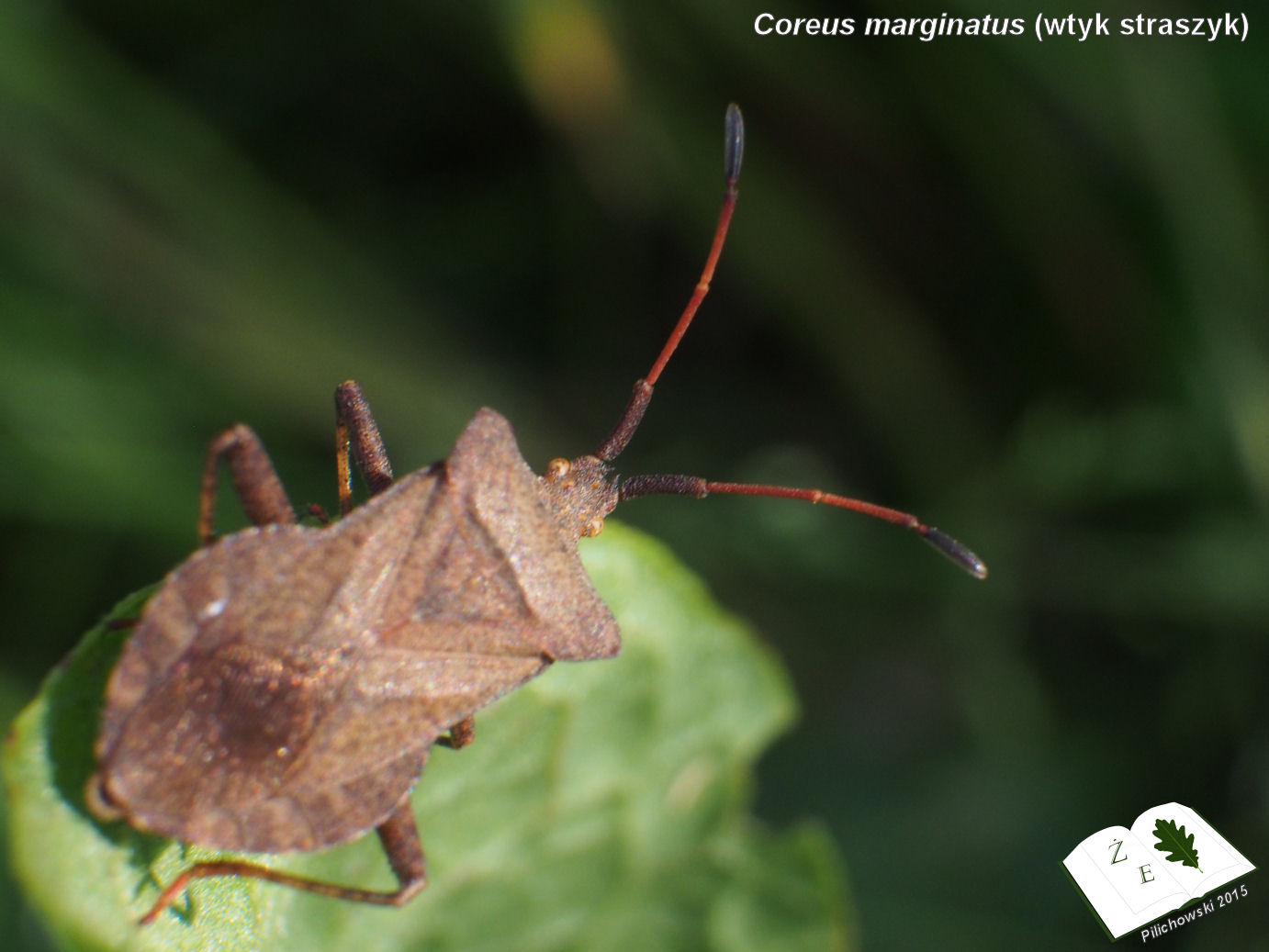 coreus marginatus 2015