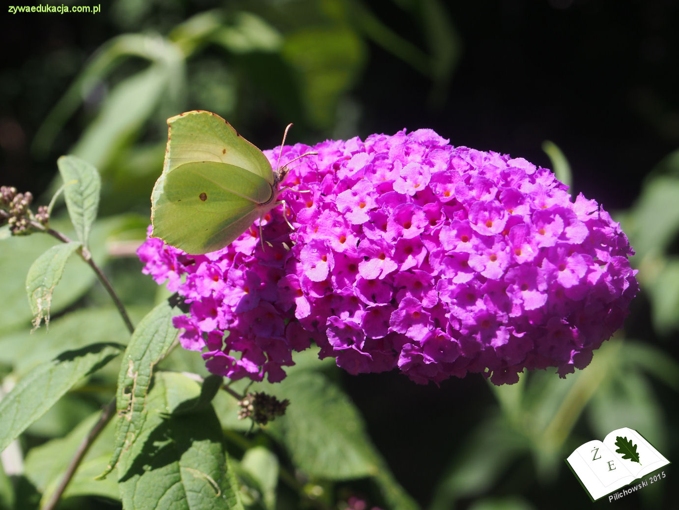 buddleja gonopteryx 2015