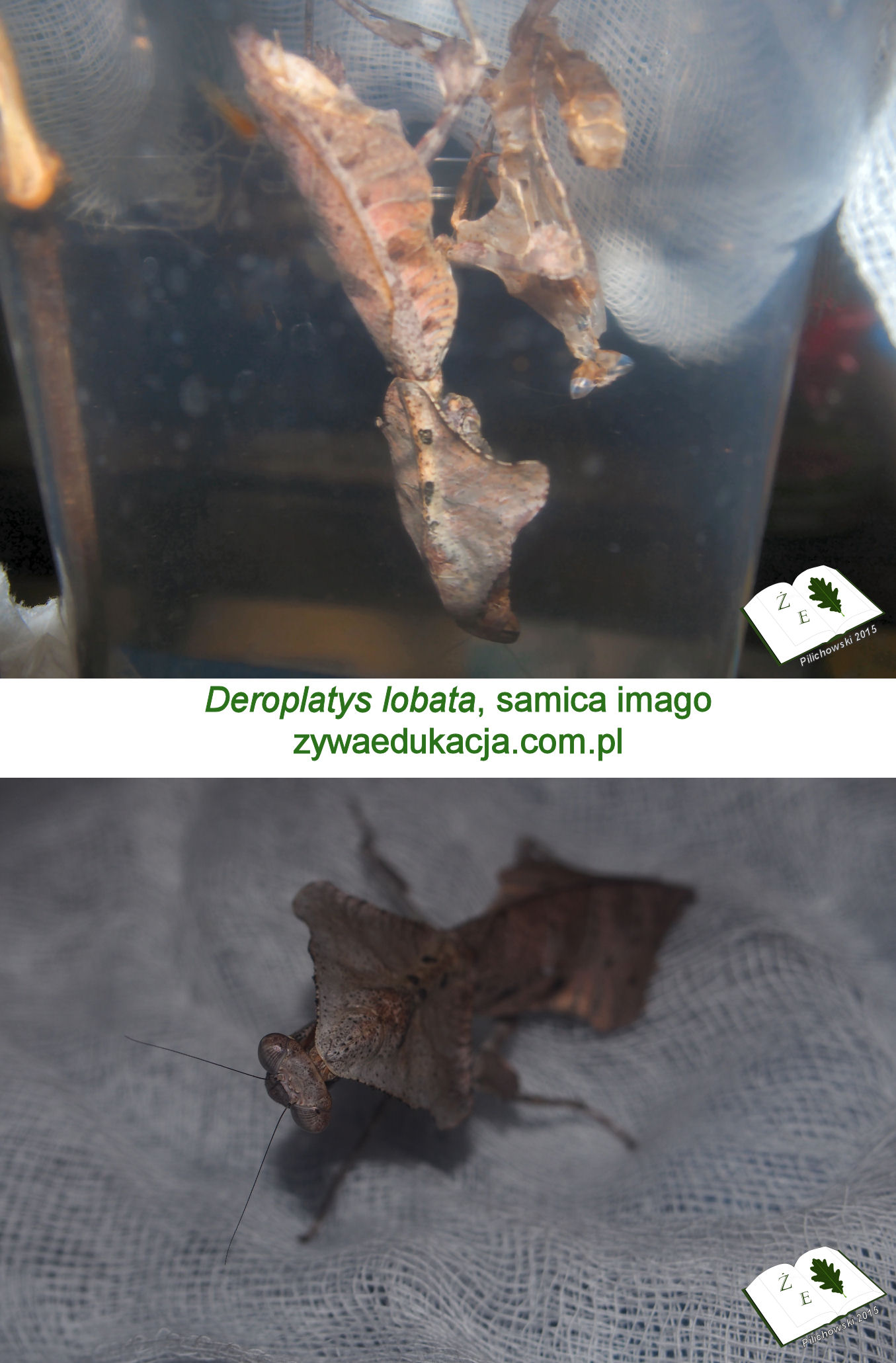 Deroplatys lobata