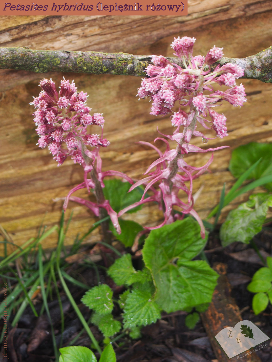 petasites hybridus 6416 01