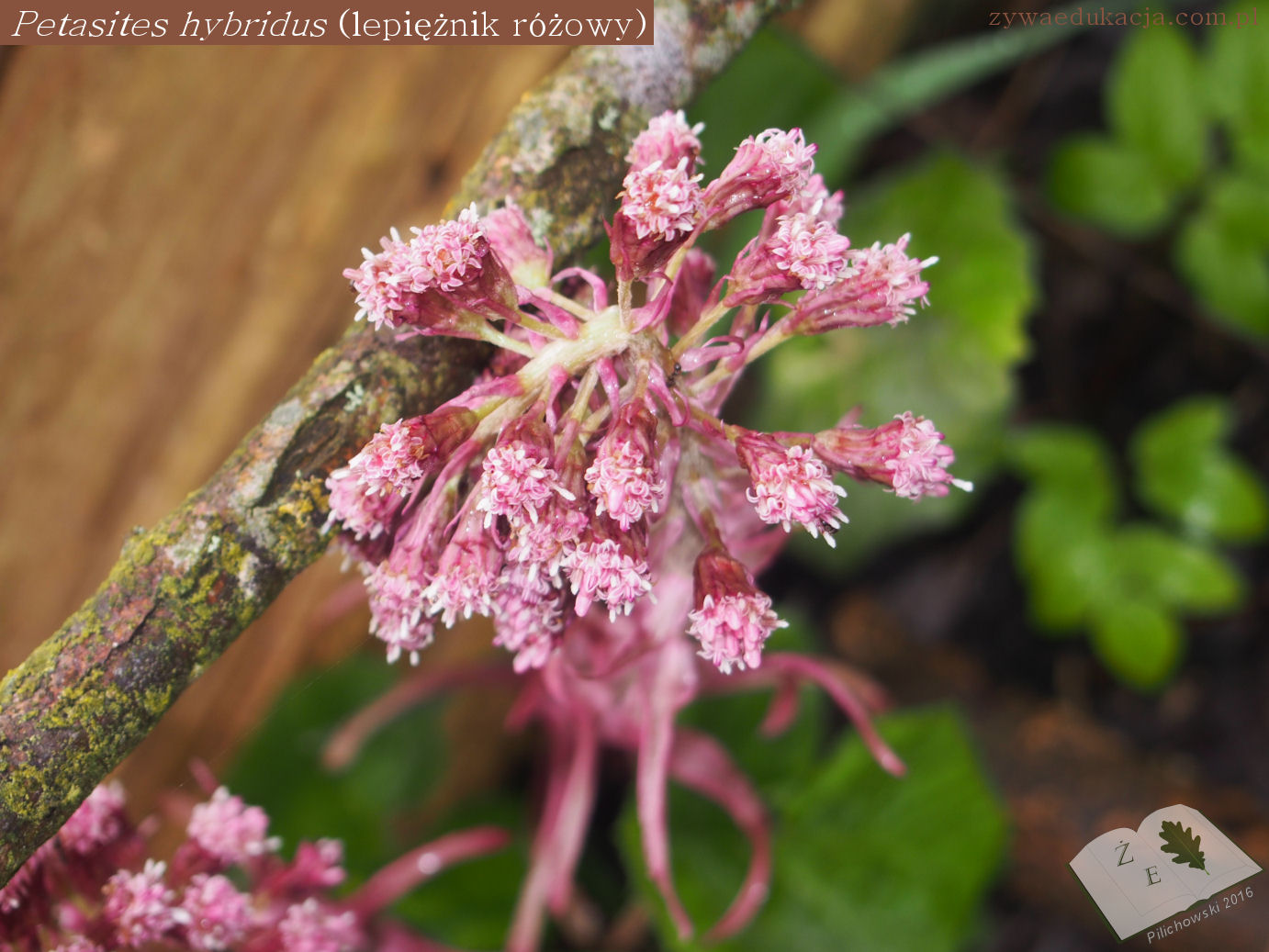 petasites hybridus 6416 02