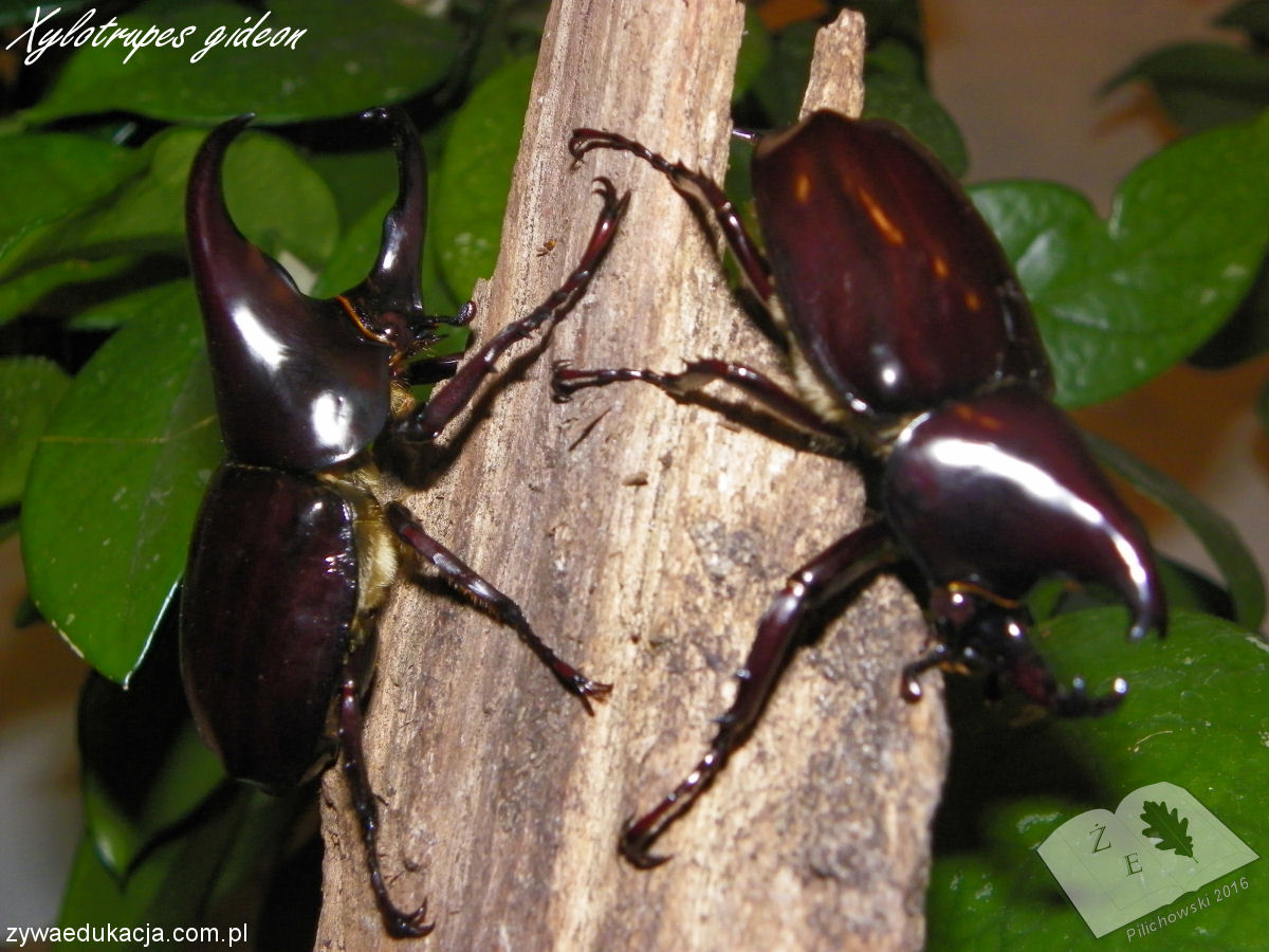 xylotrupes gideon ze16