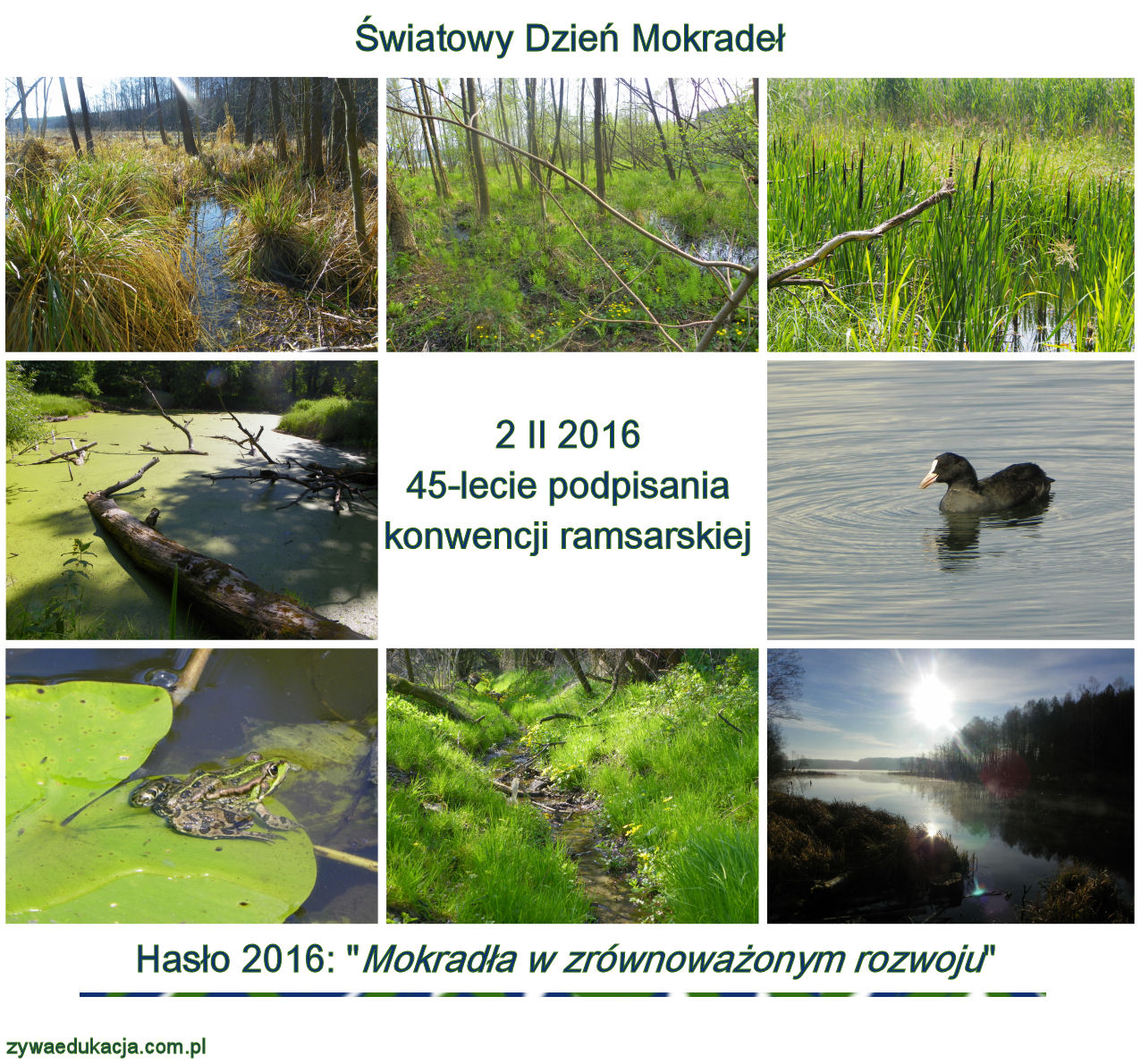 dzien mokradel 2016