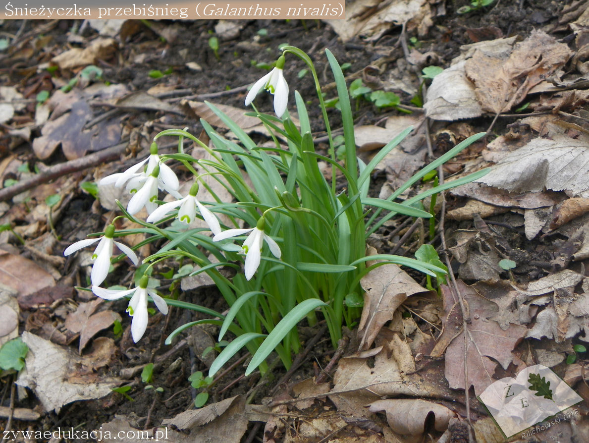 galanthus ze 16