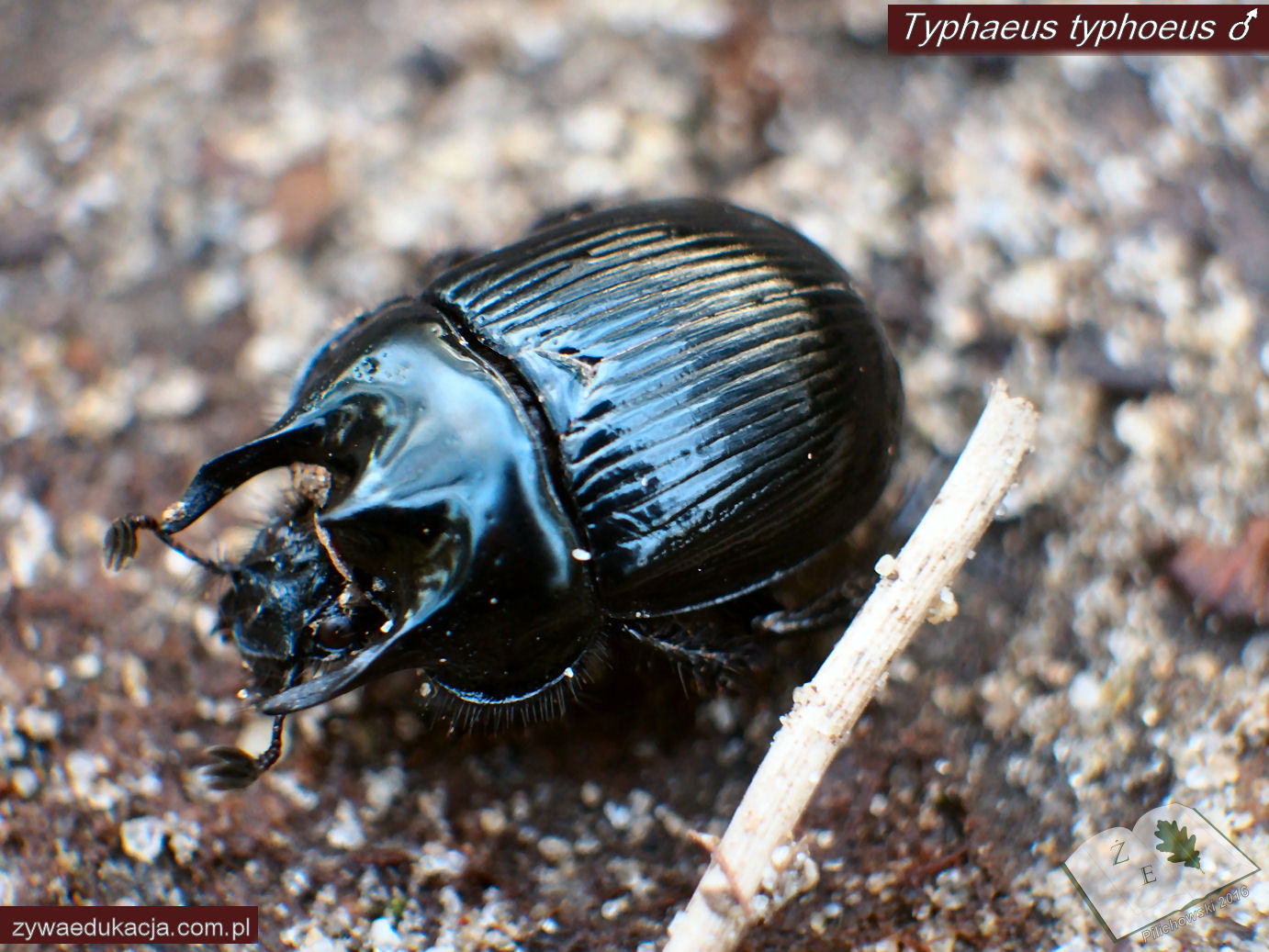 typhaeus typhoeus ze