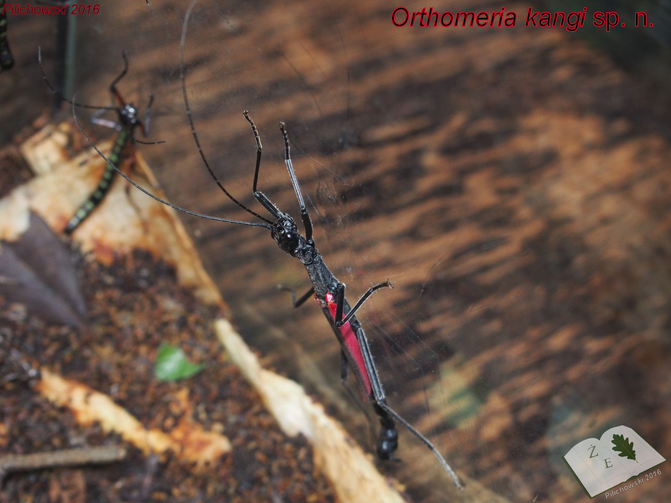 orthomeria kangi imago male 01