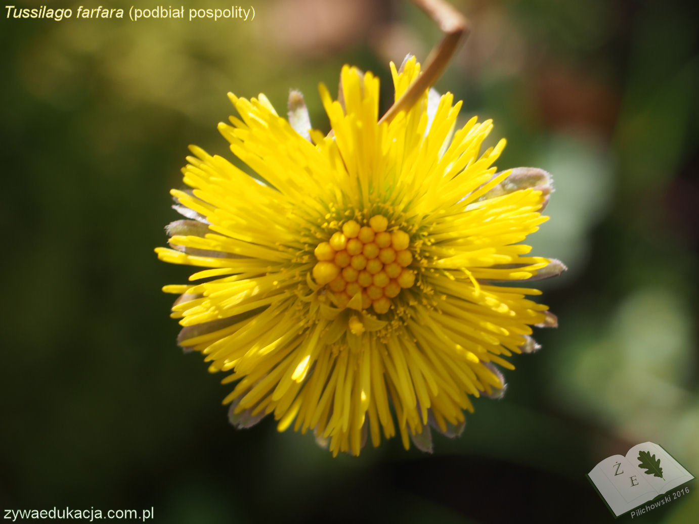 tussilago farfara 16 02