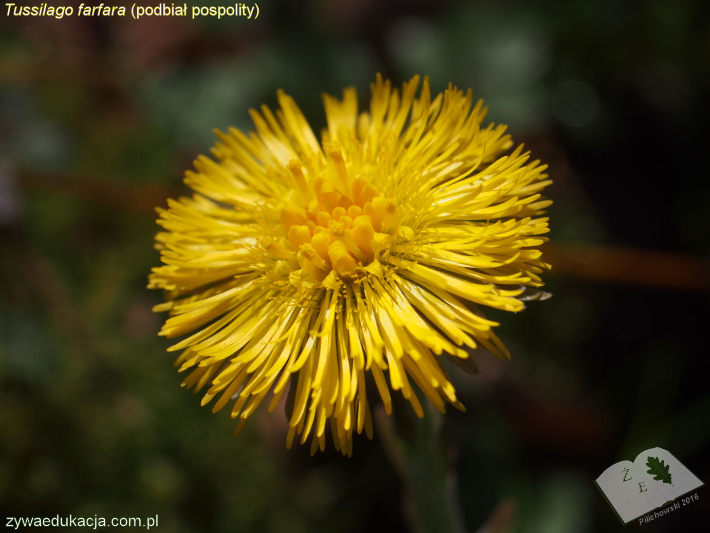 tussilago farfara 16 03