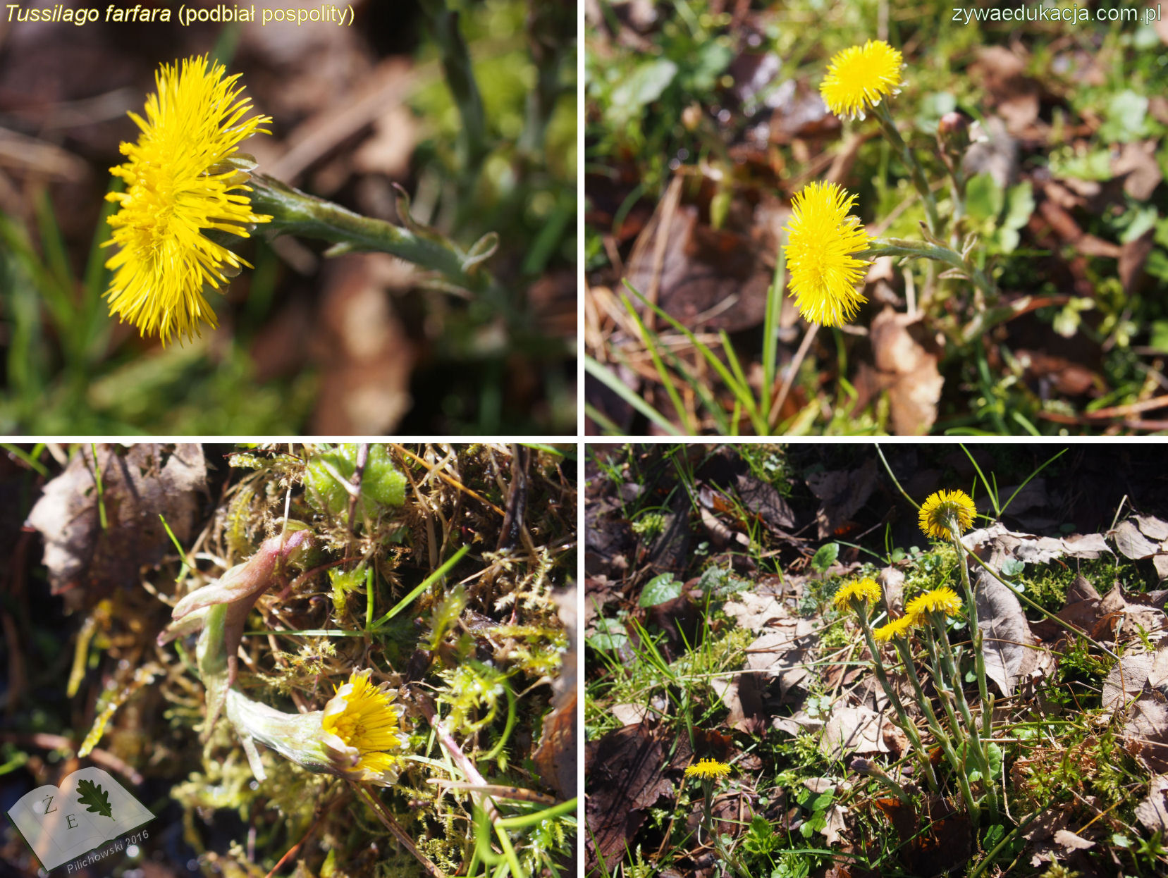 tussilago farfara 16 04