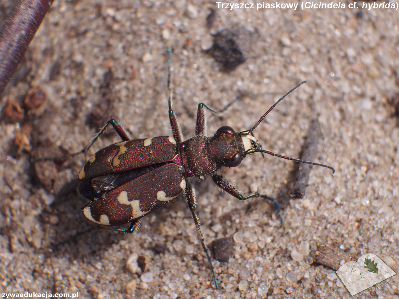 cicindela cf hybrida ze16 01