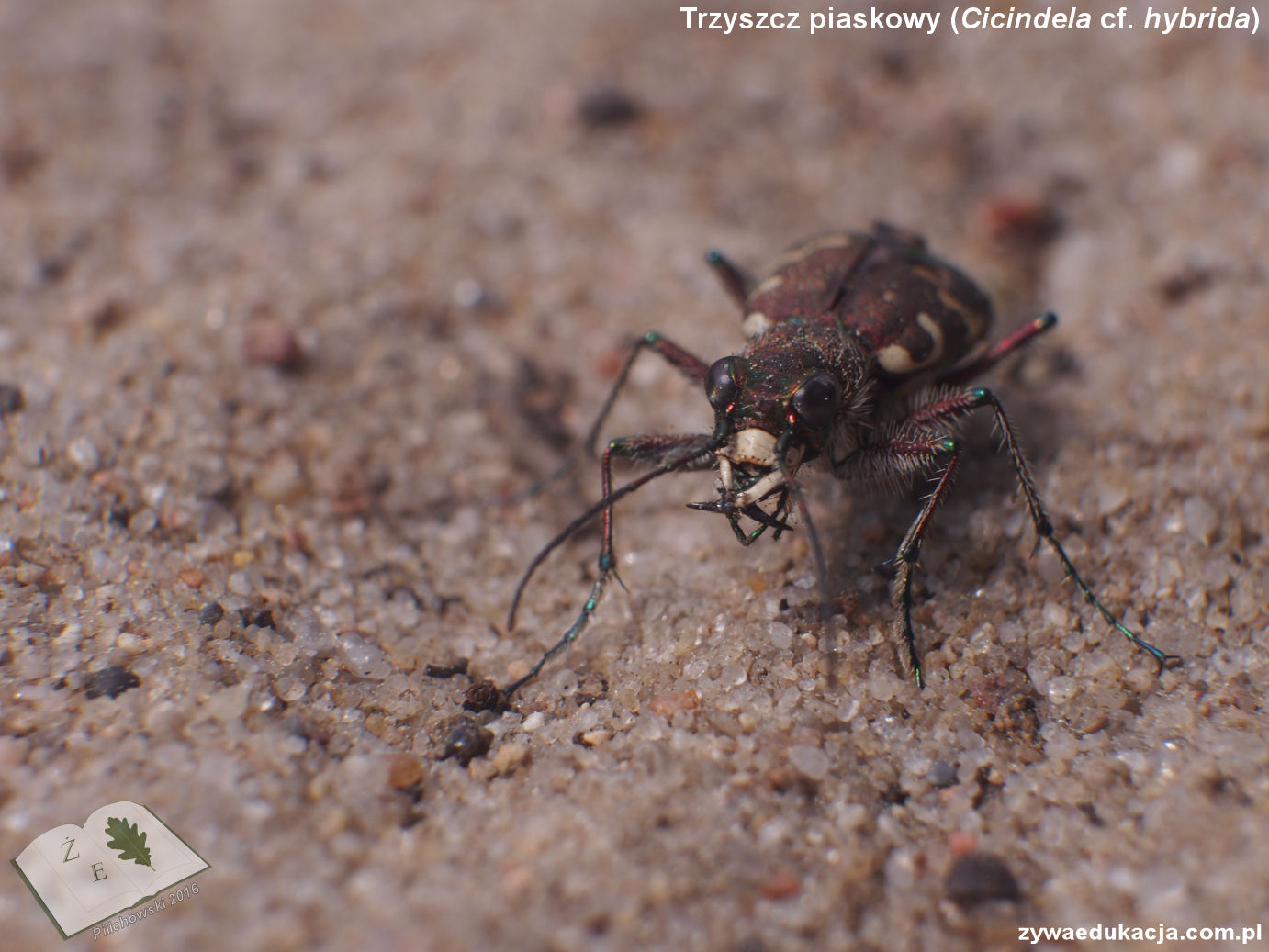 cicindela cf hybrida ze16 02