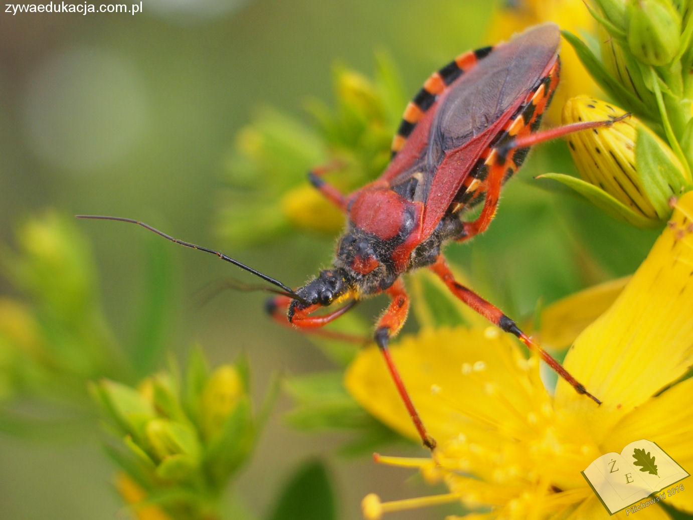 rhynocoris ze16 01