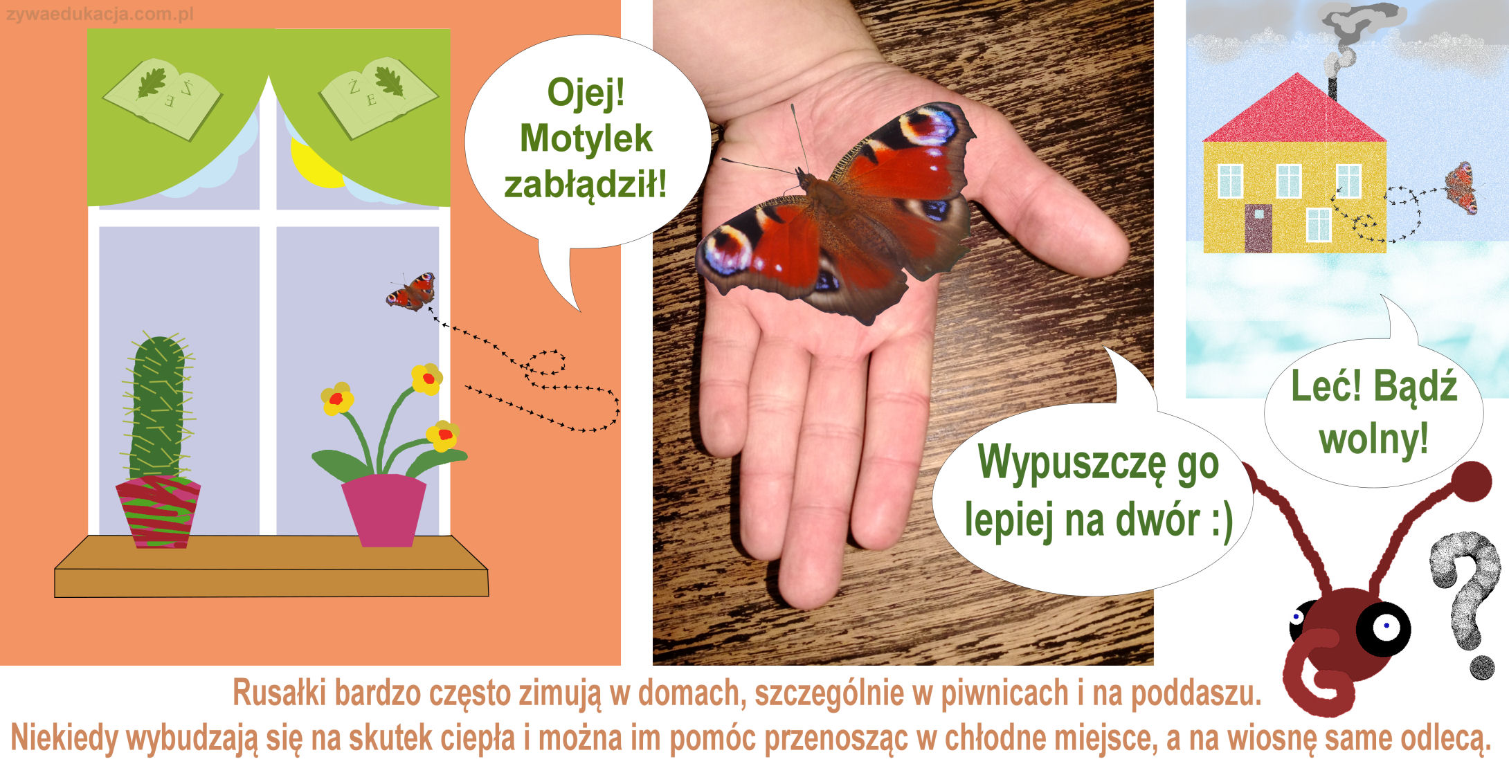 rusałka zimą w domu, motyl wleciał do domu, motyl w domu zima