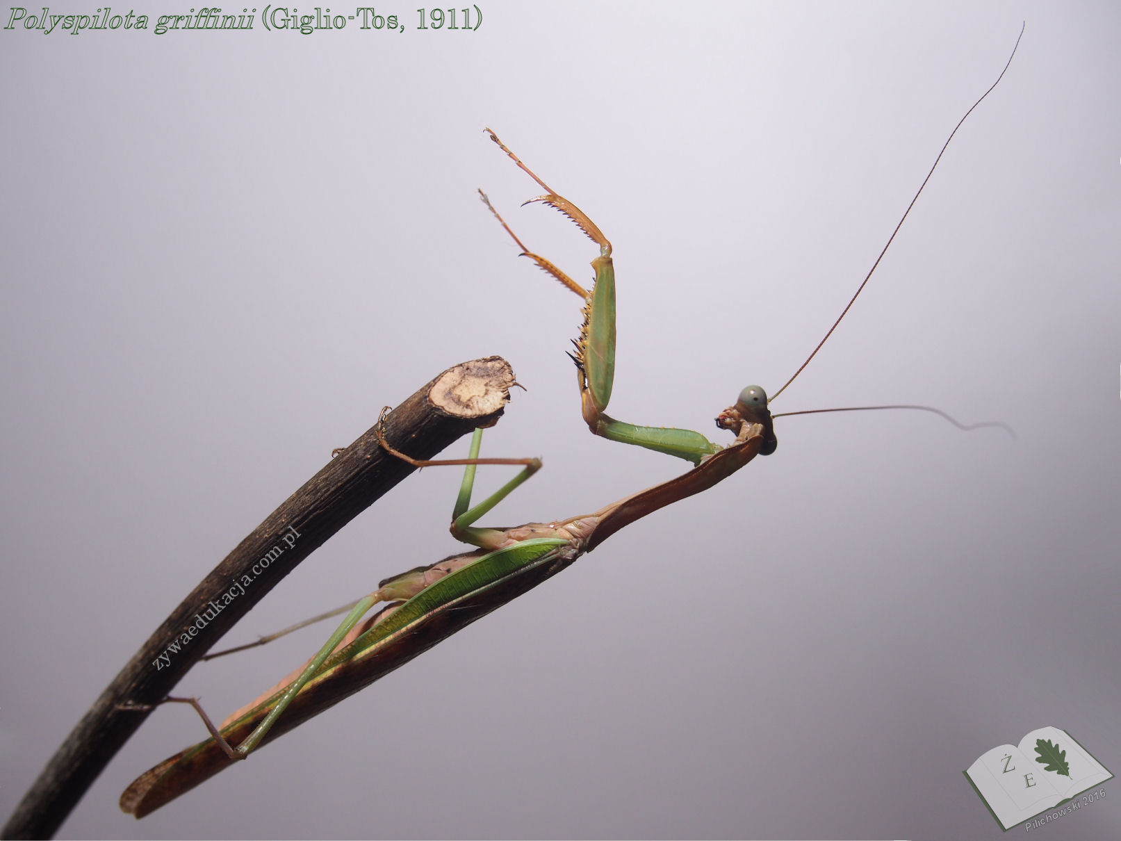 poly griffinii maleze