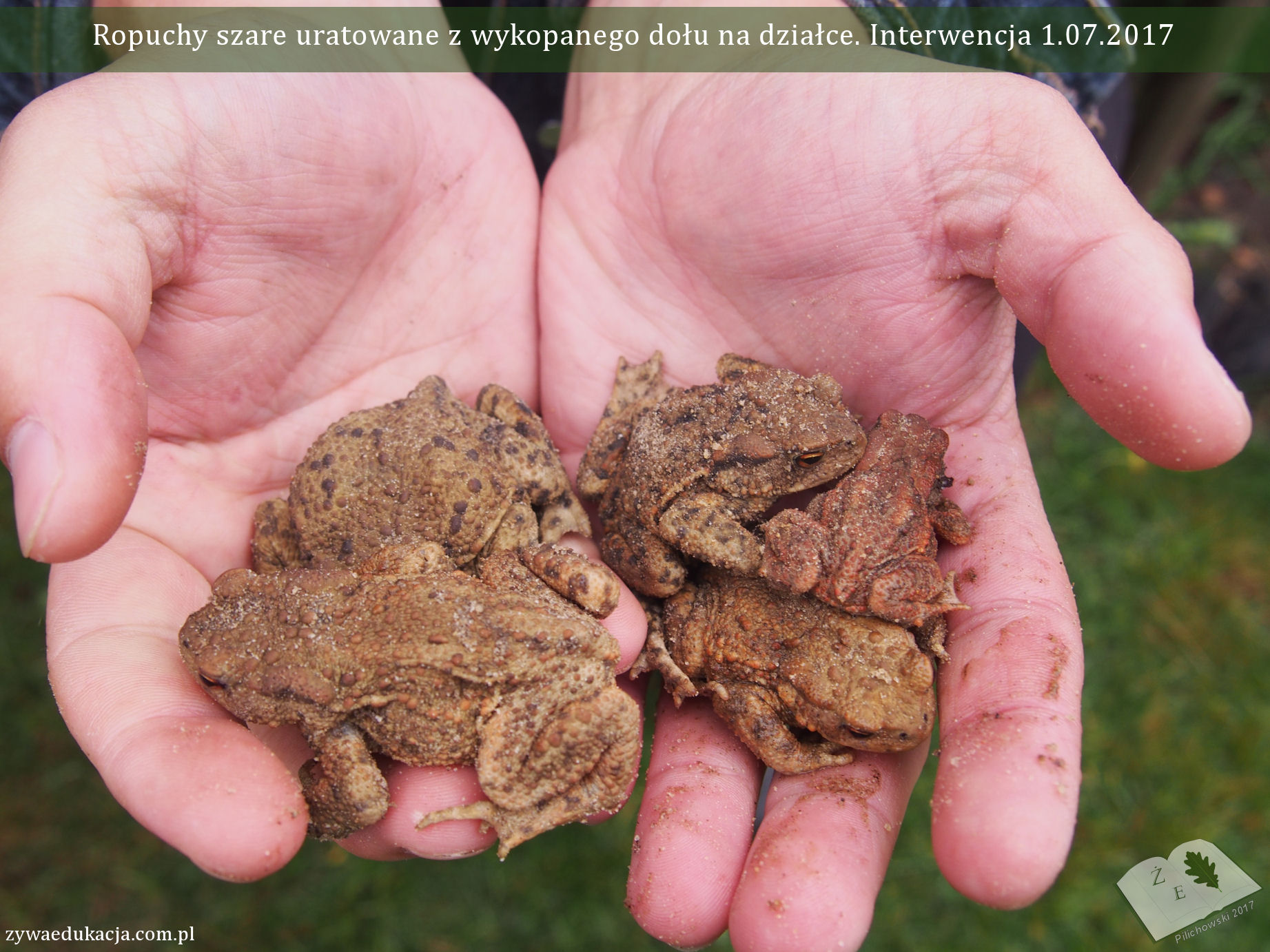 bufo dzialki 0717 02