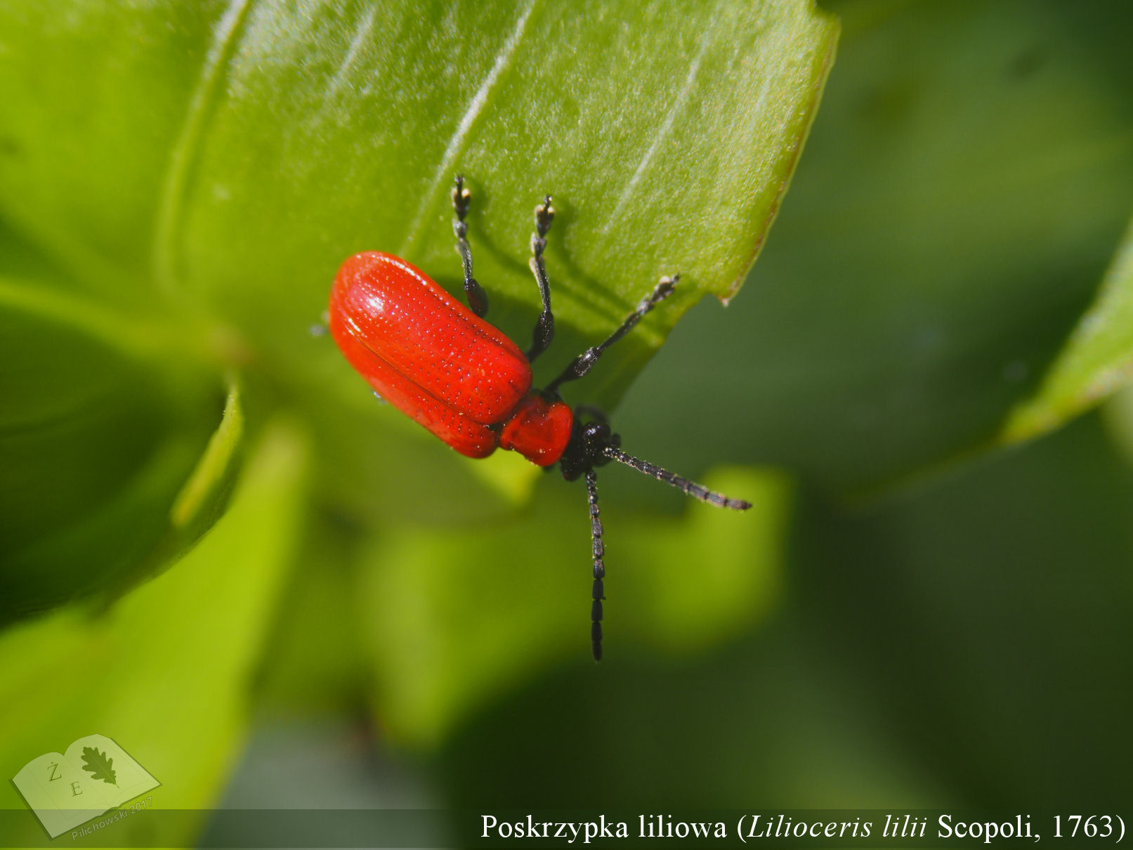 lilioceris052018 02