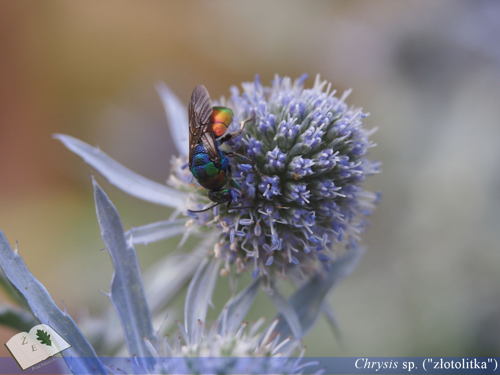 chrysis tarnawa062018 02