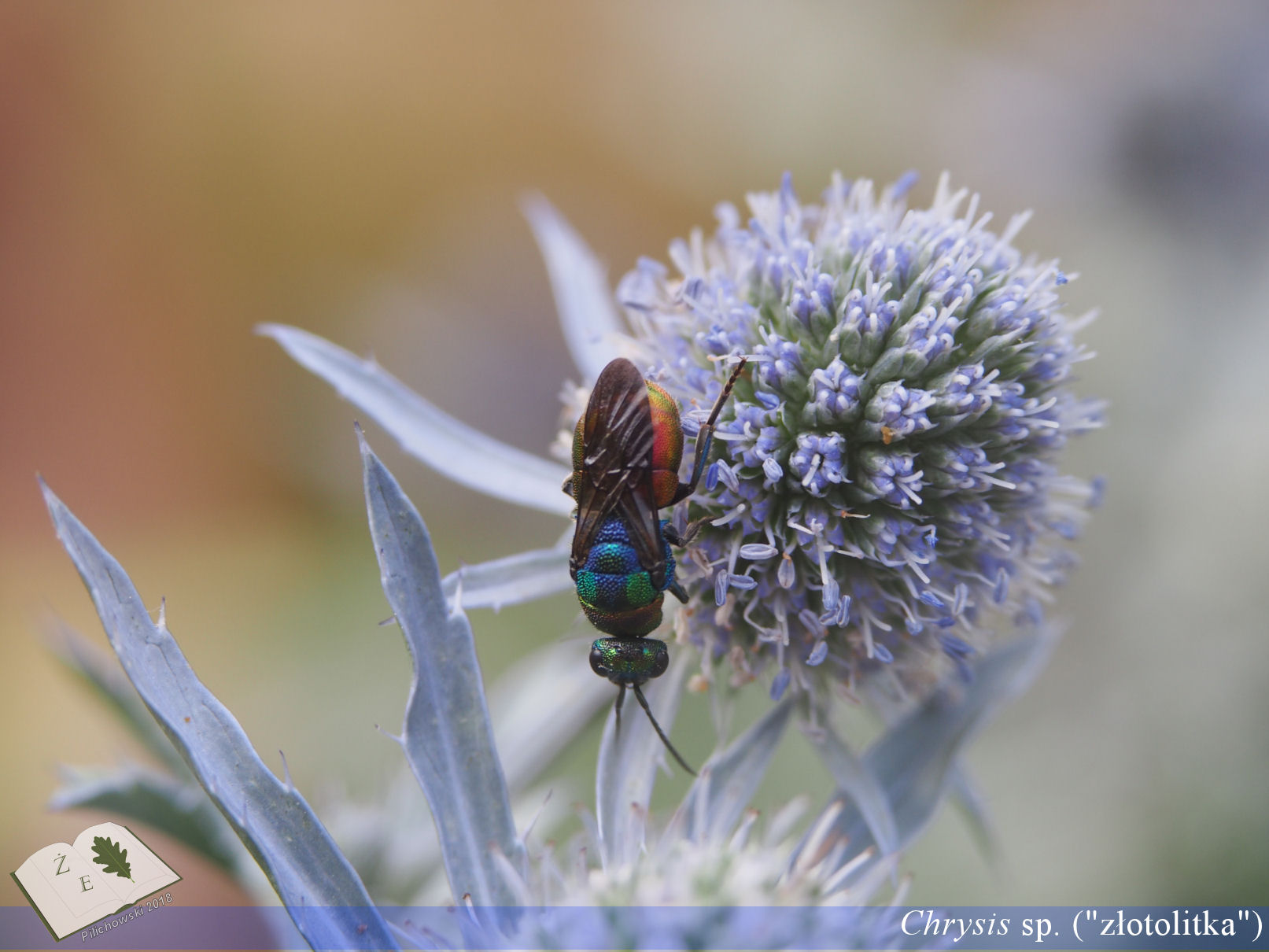 chrysis tarnawa062018 03