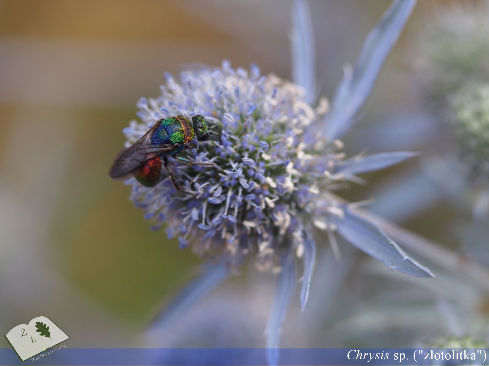 chrysis tarnawa062018 05