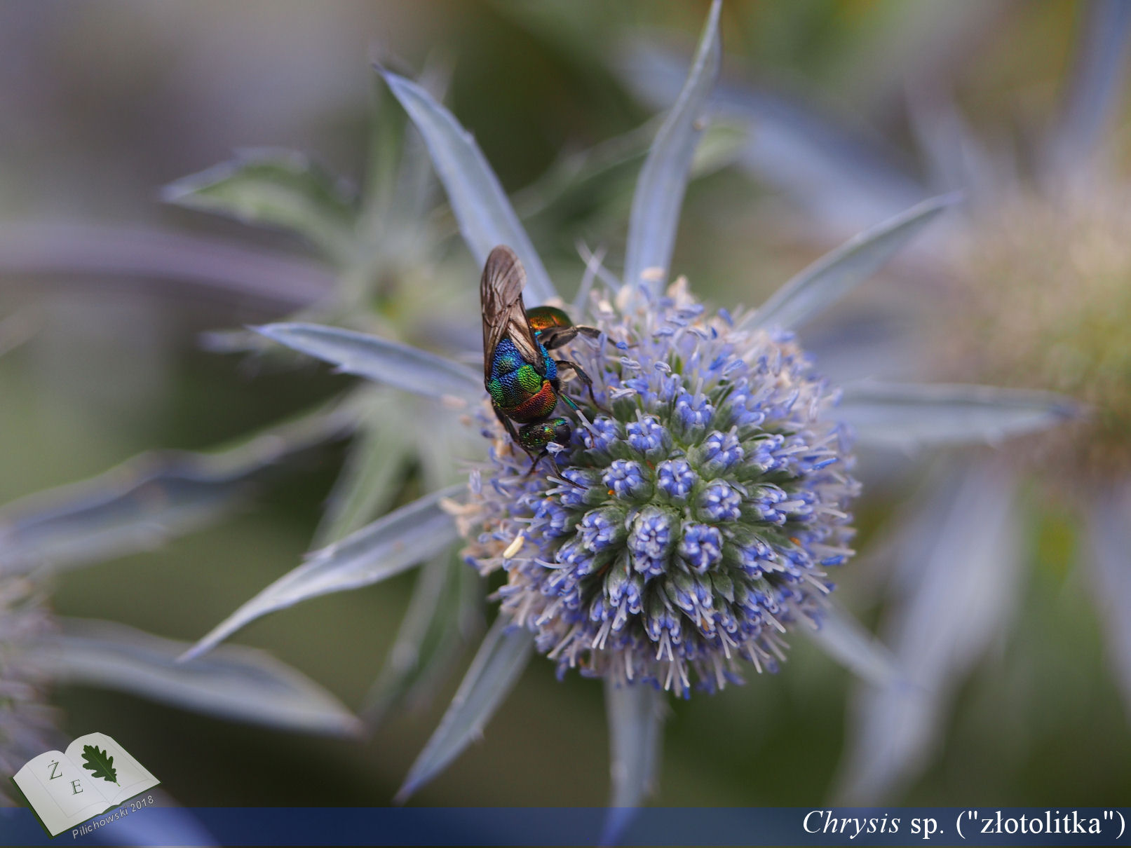 chrysis tarnawa062018 06