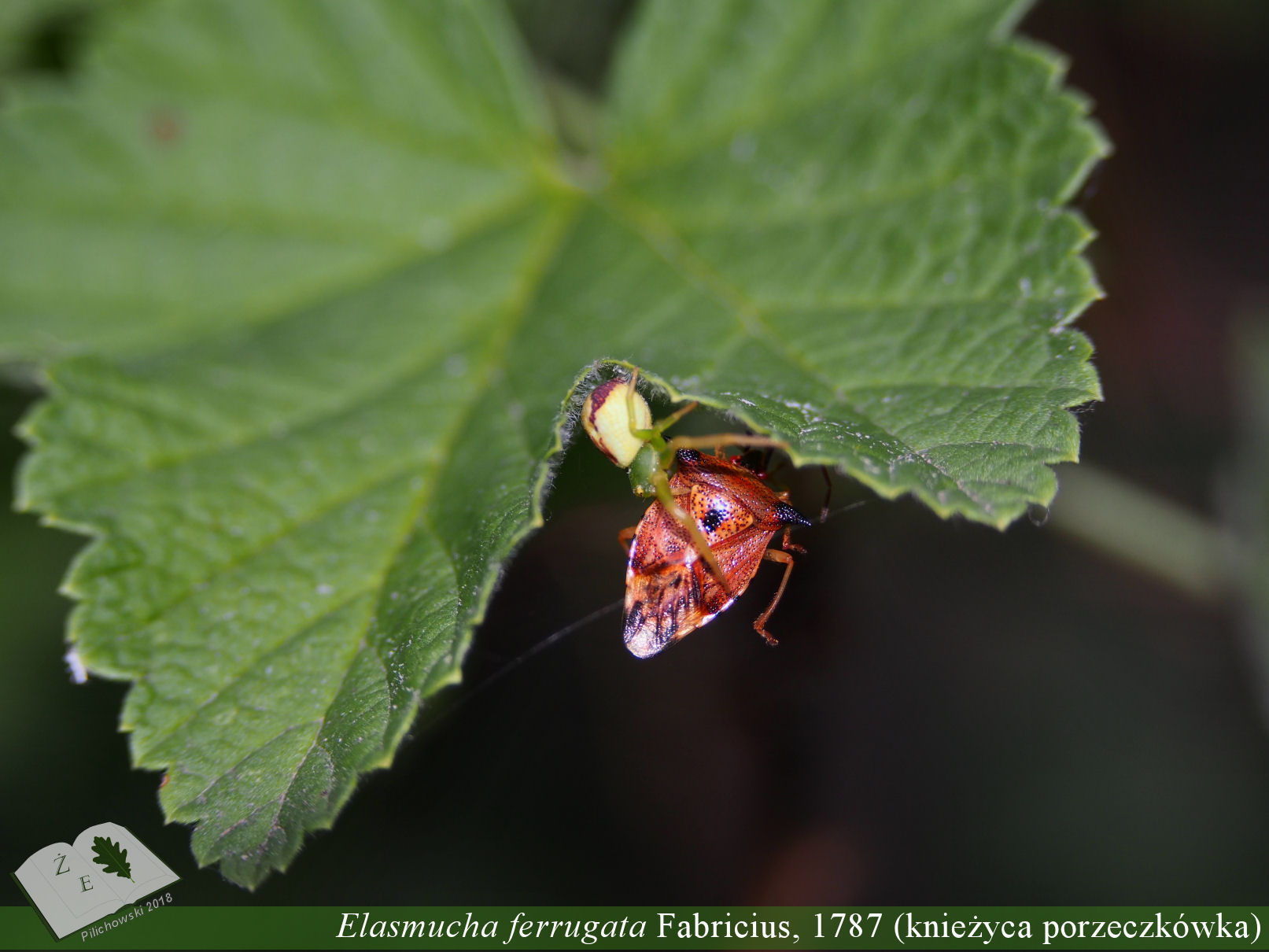 elasmucha ferru 02 2018