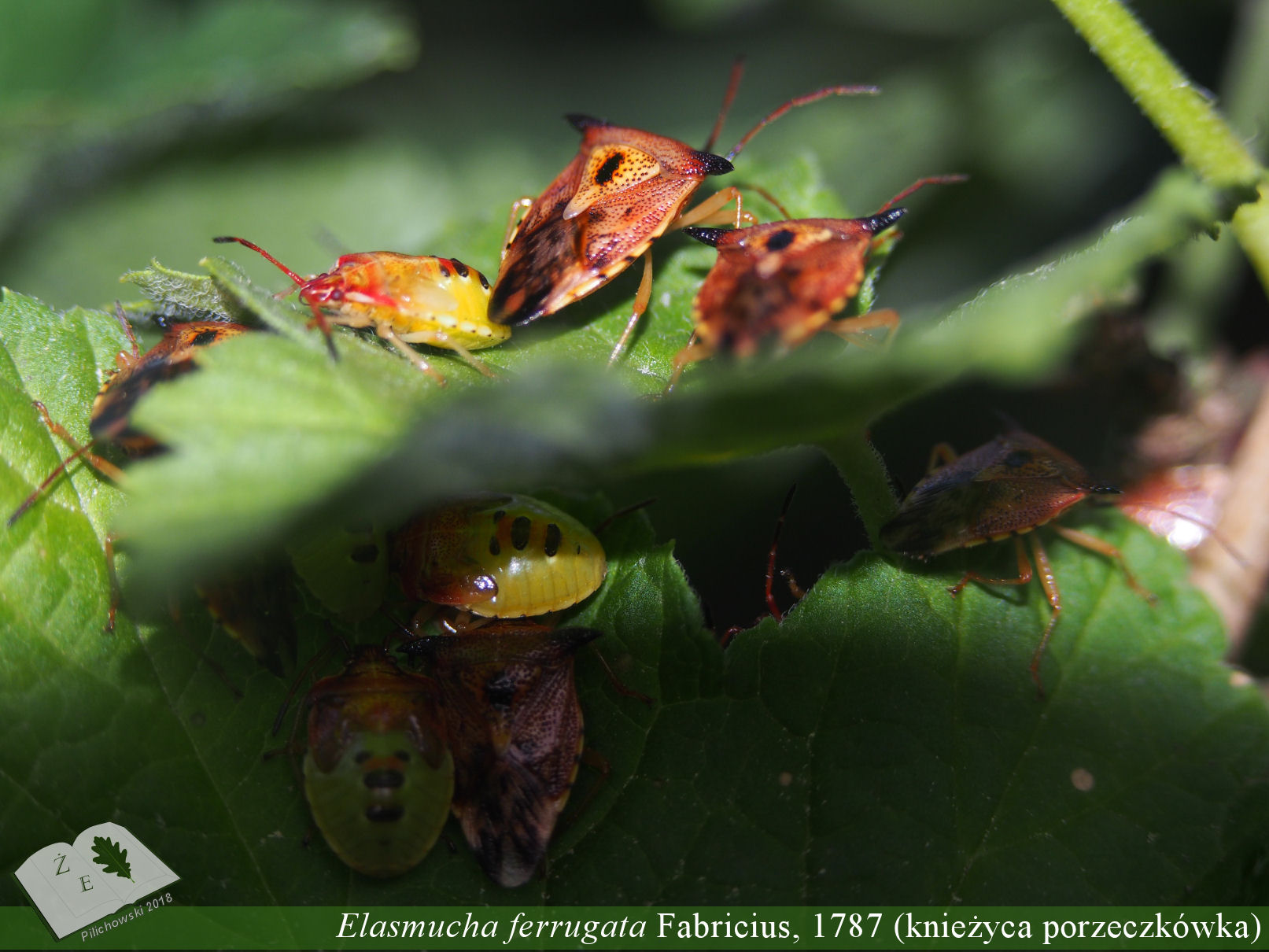 elasmucha ferru 04 2018