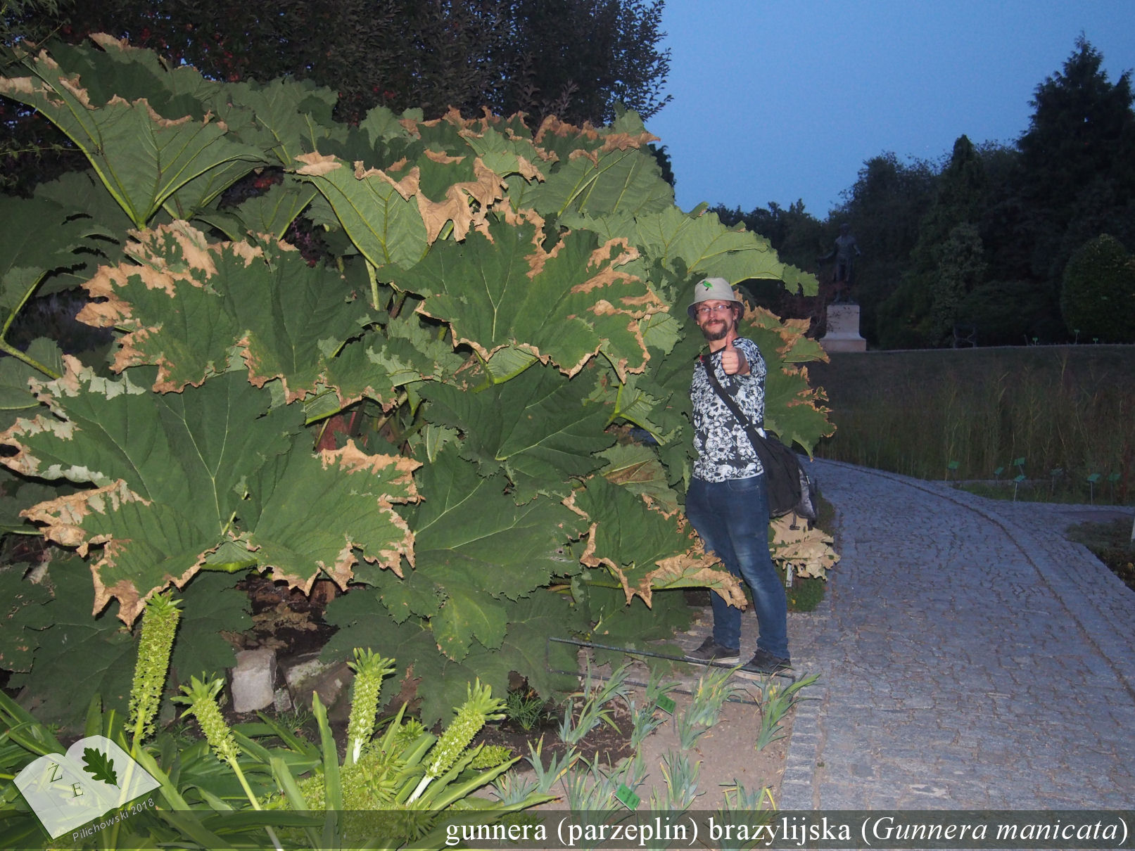 gunnera wro2018 02