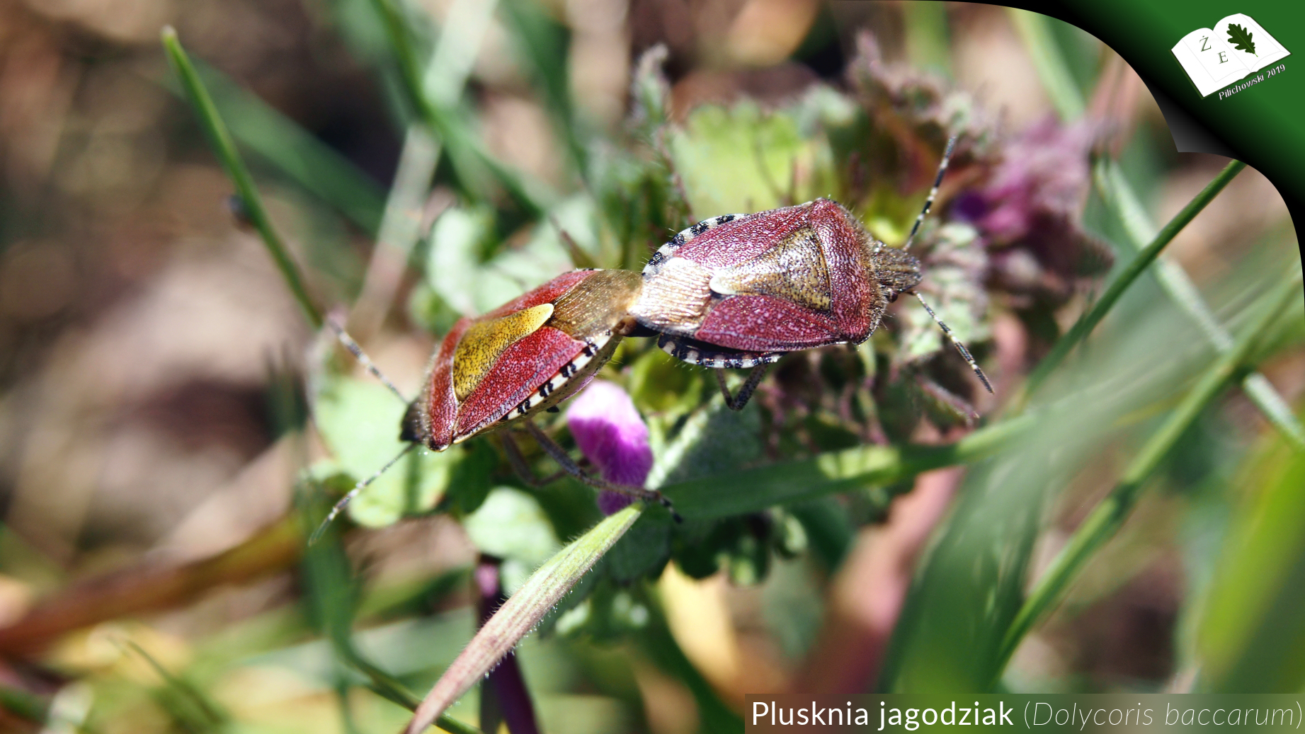 dolycorisbaccarum kop250419