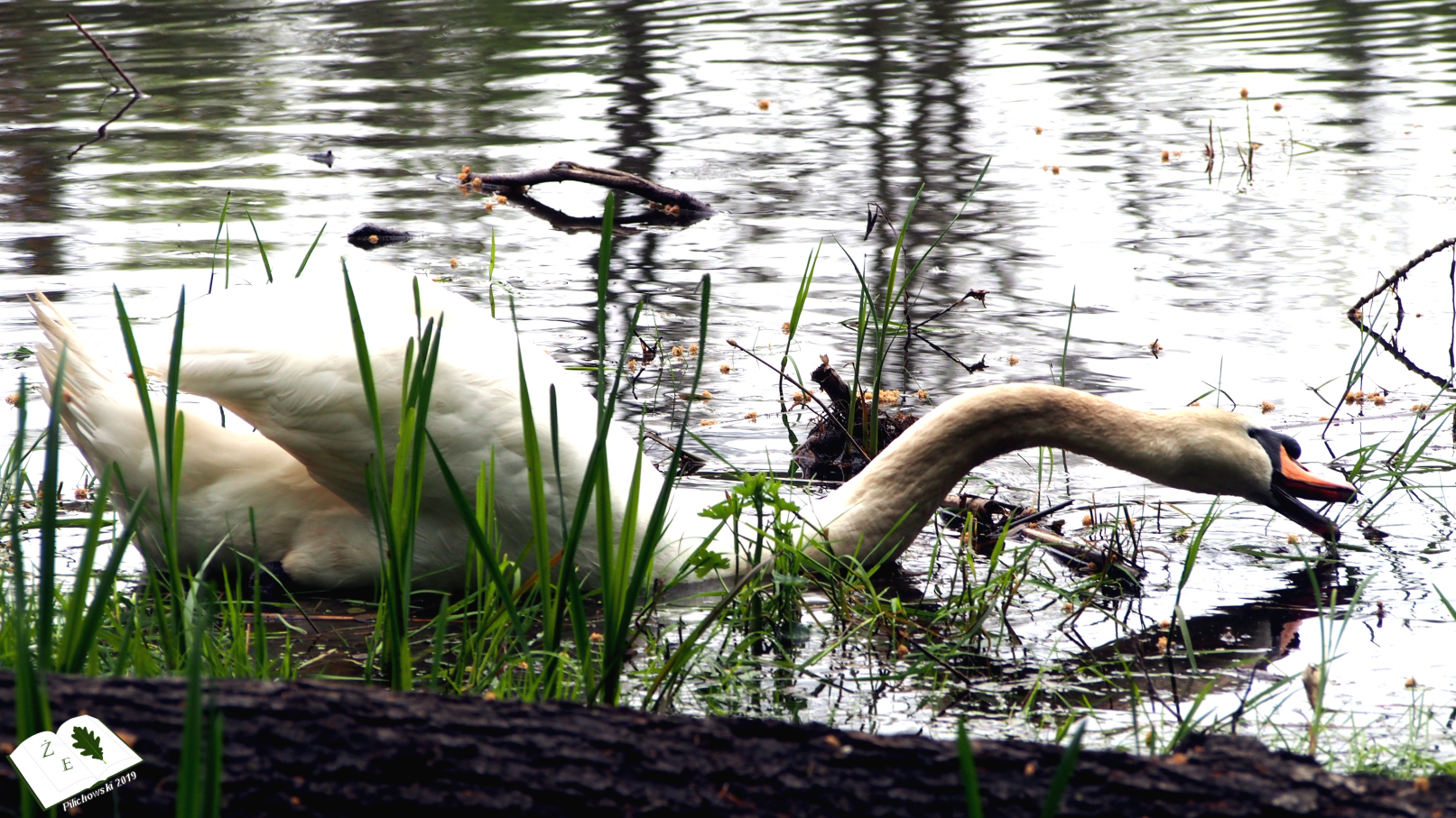 labedzoderwald 11052019