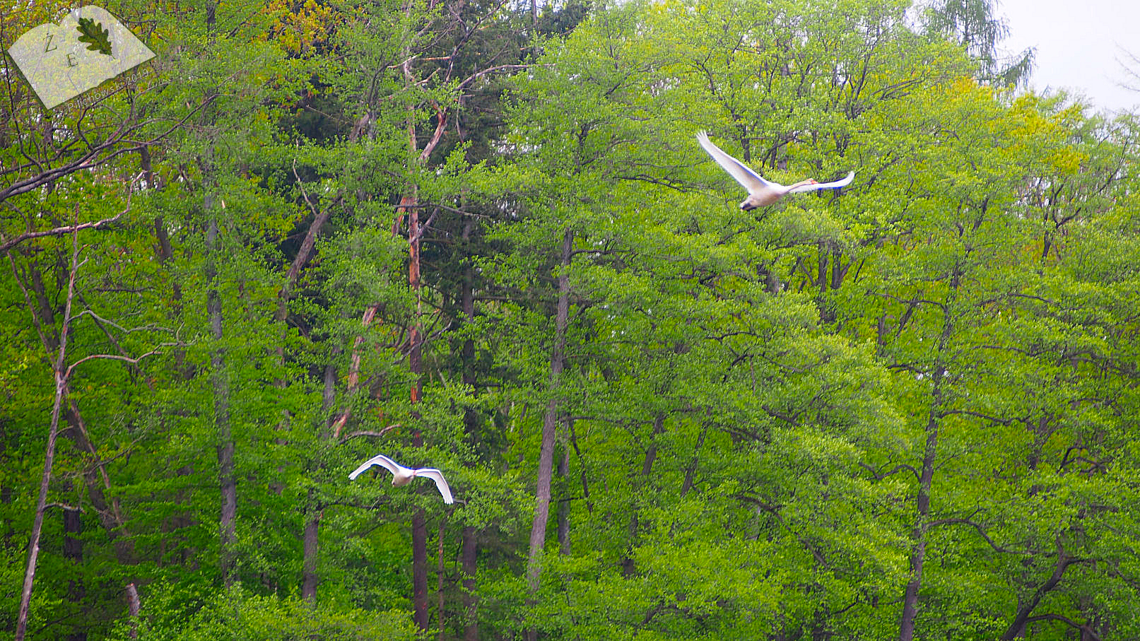 labedzoderwald 11052019 03