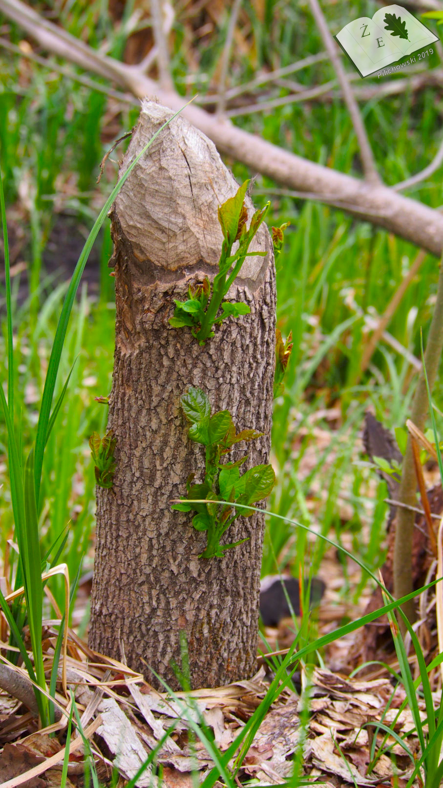 labedzoderwald 11052019 04