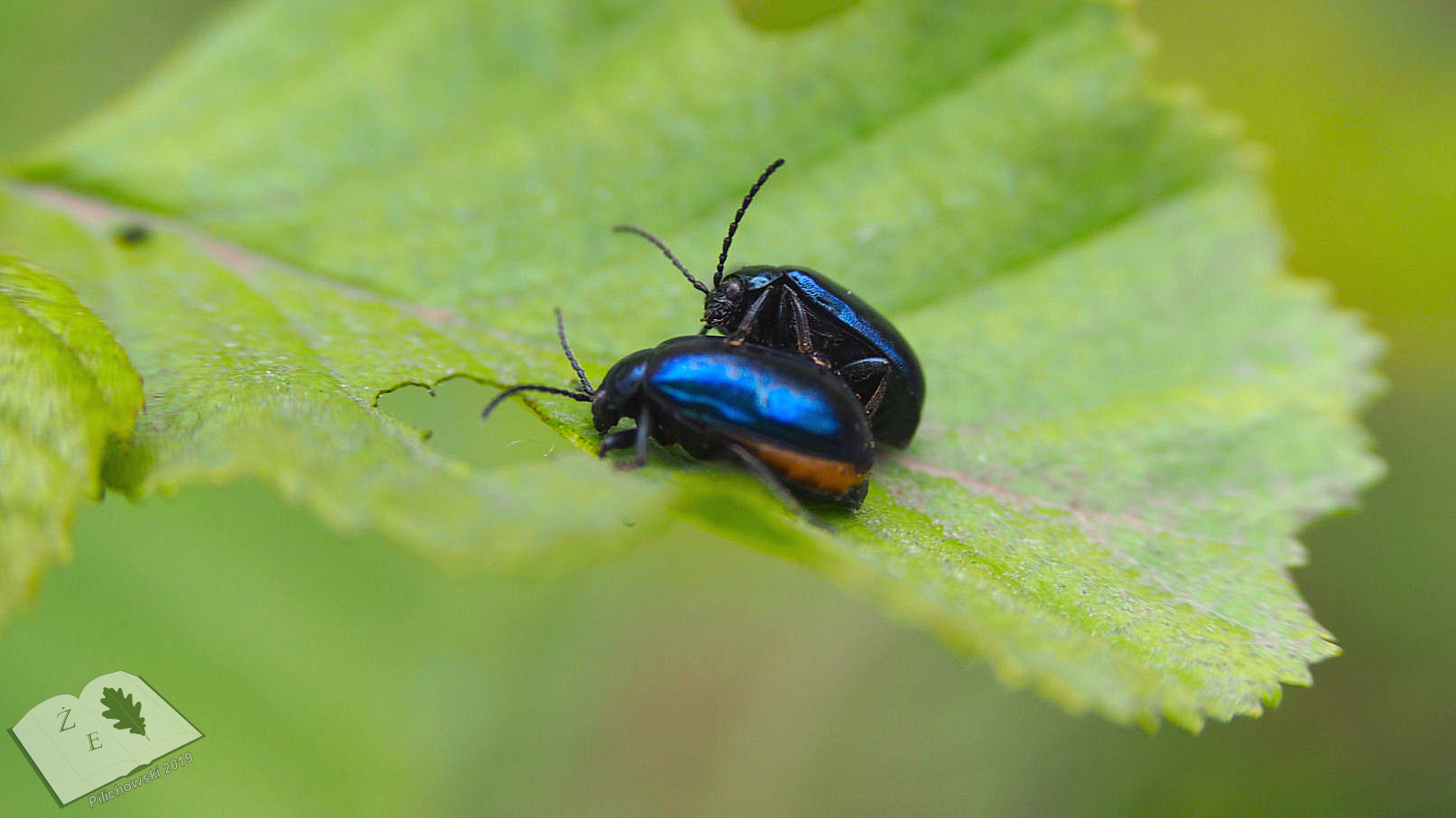 labedzoderwald 11052019 05