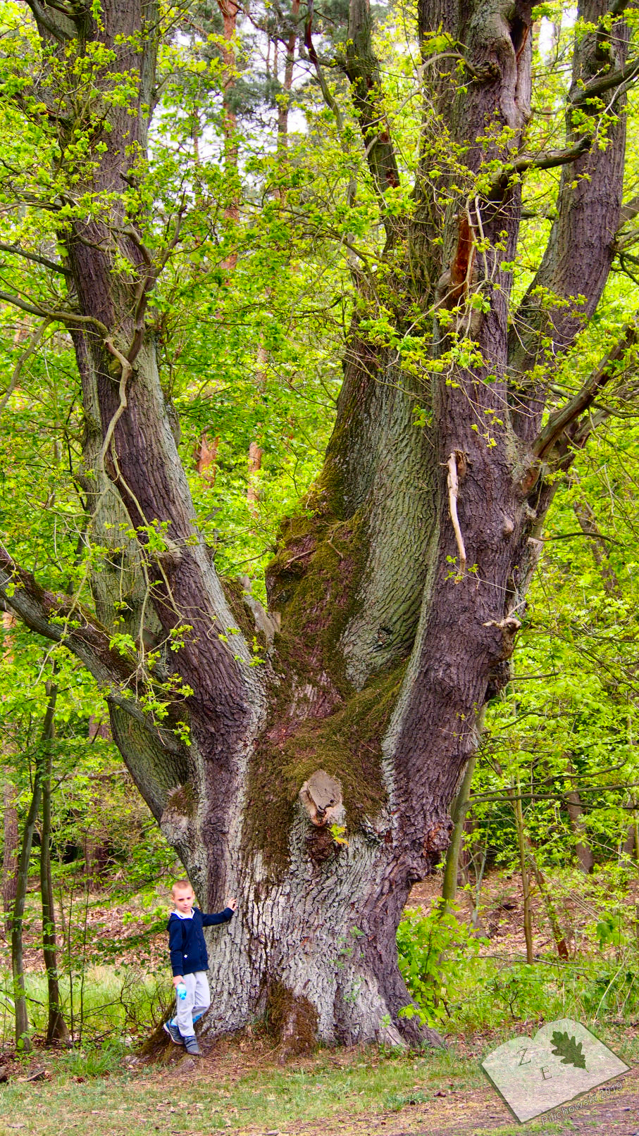 labedzoderwald 11052019 06