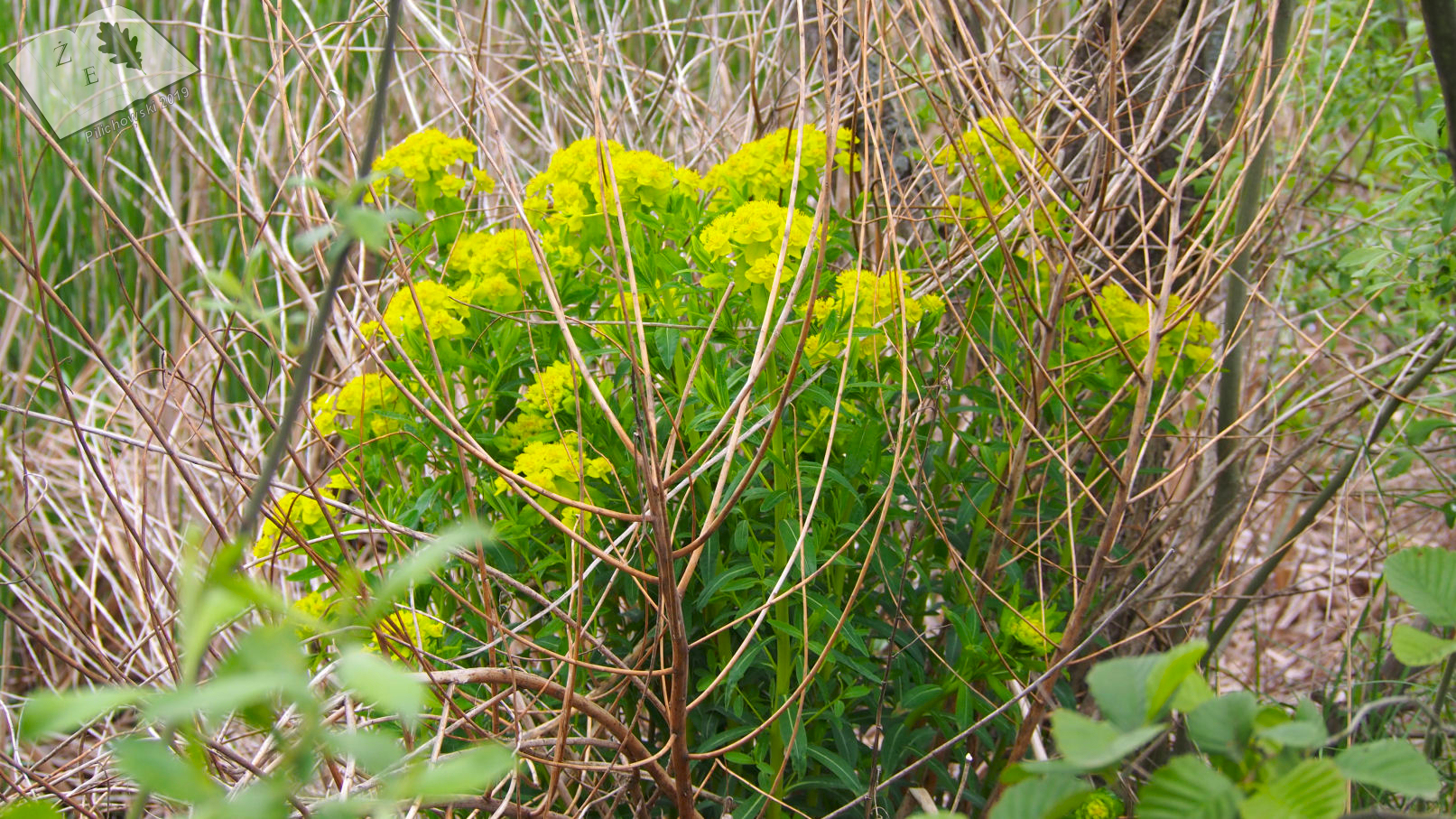 labedzoderwald 11052019 08