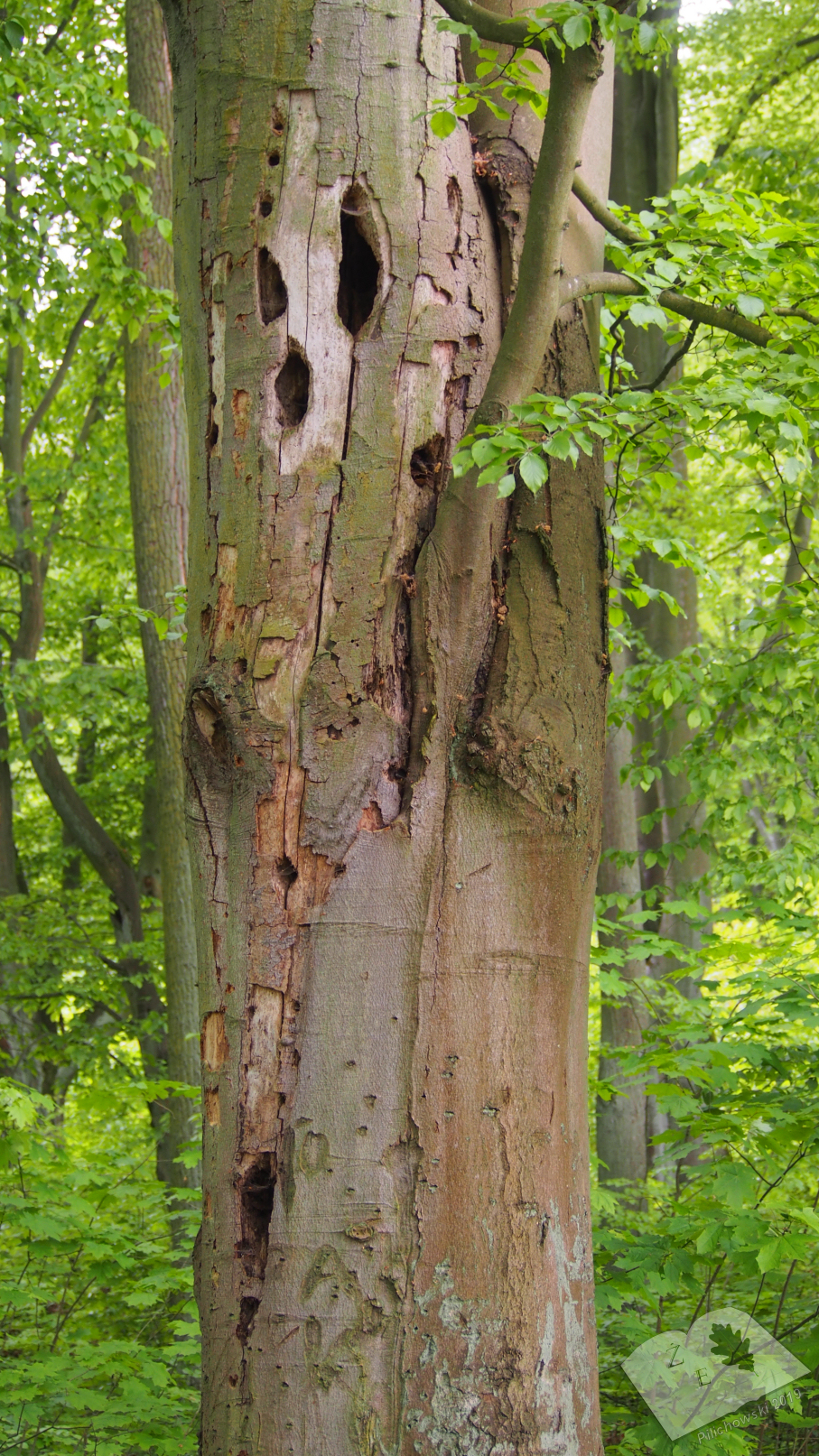 labedzoderwald 11052019 10