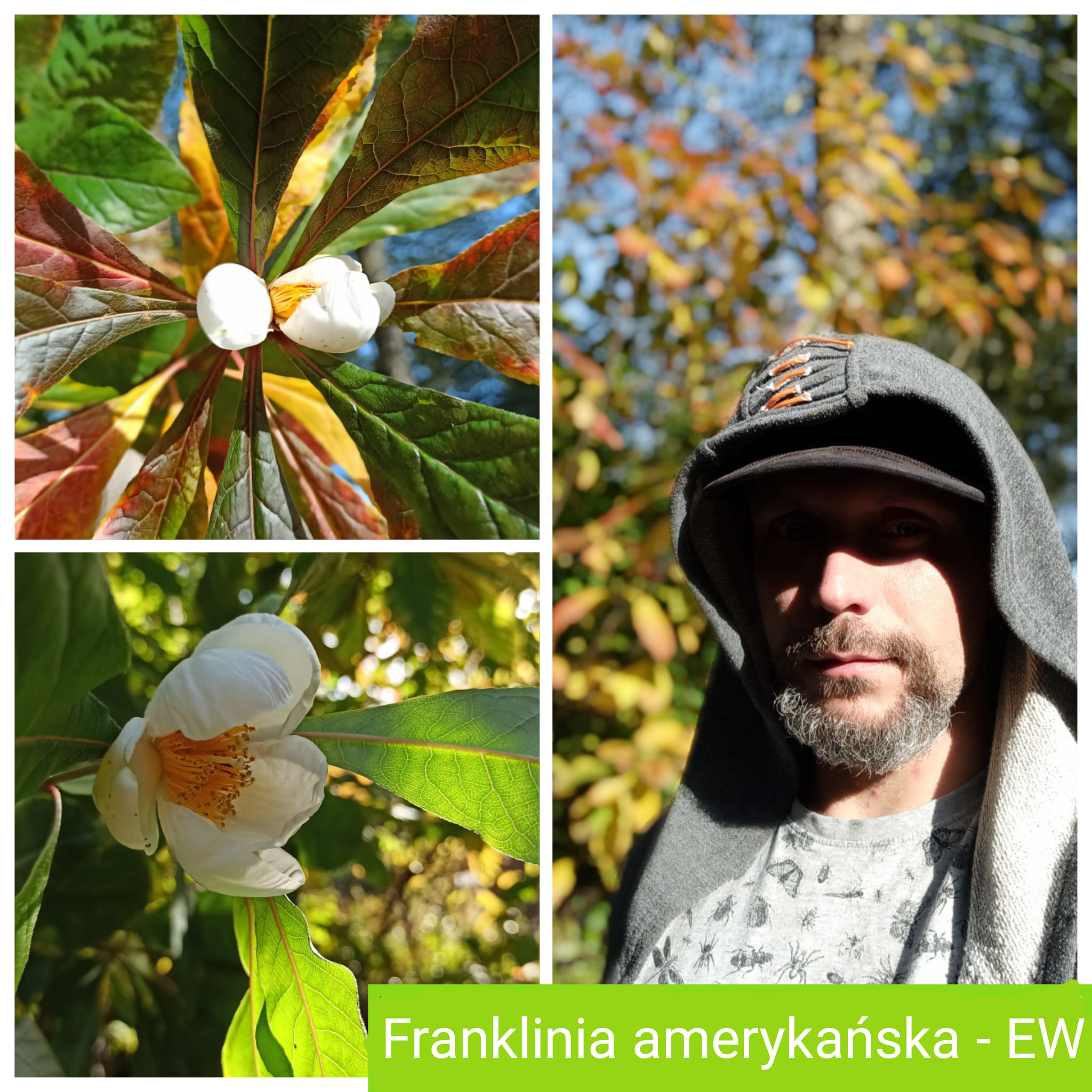 franklinia obuz 1022