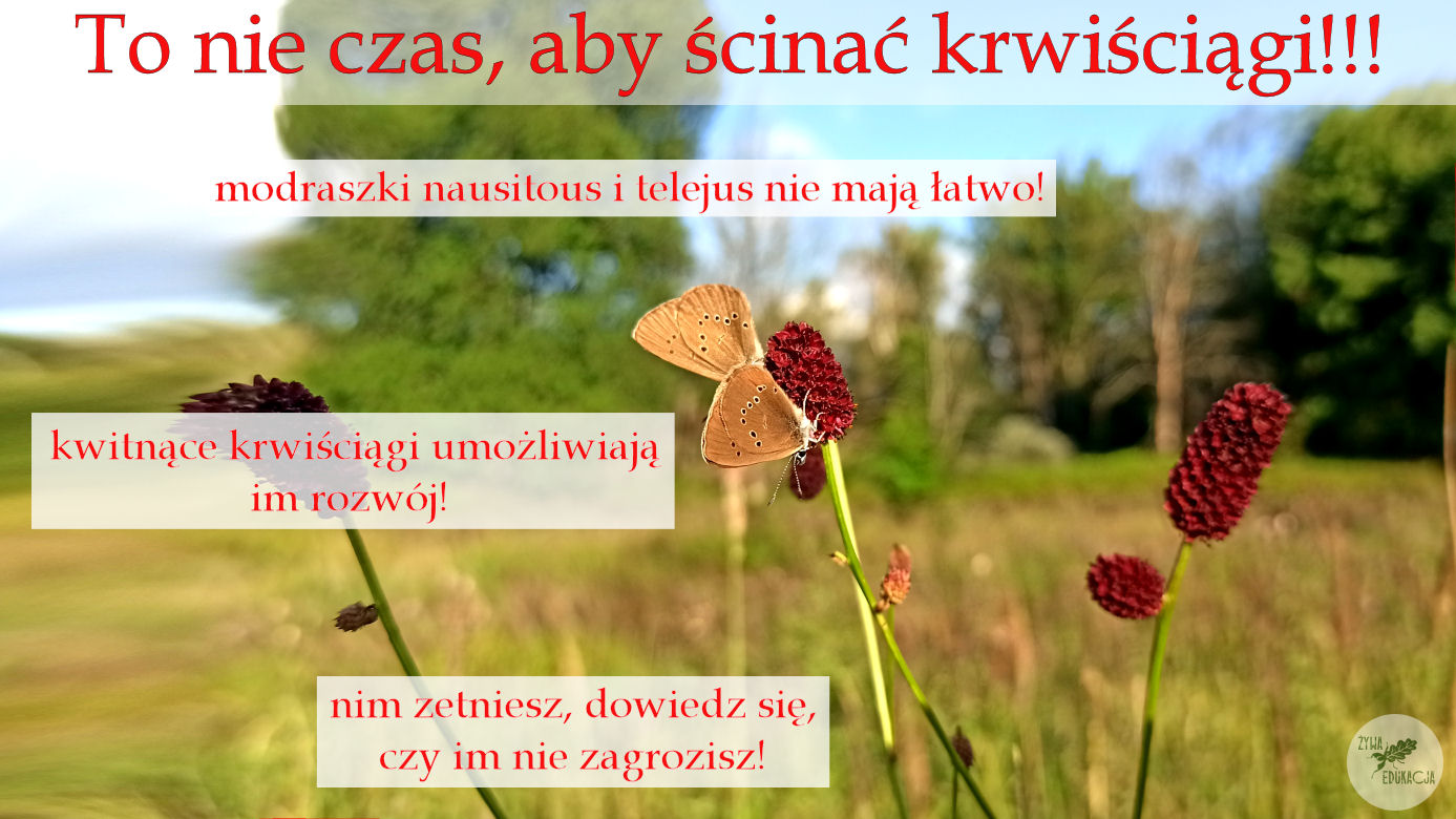 krwisciag modraszki s