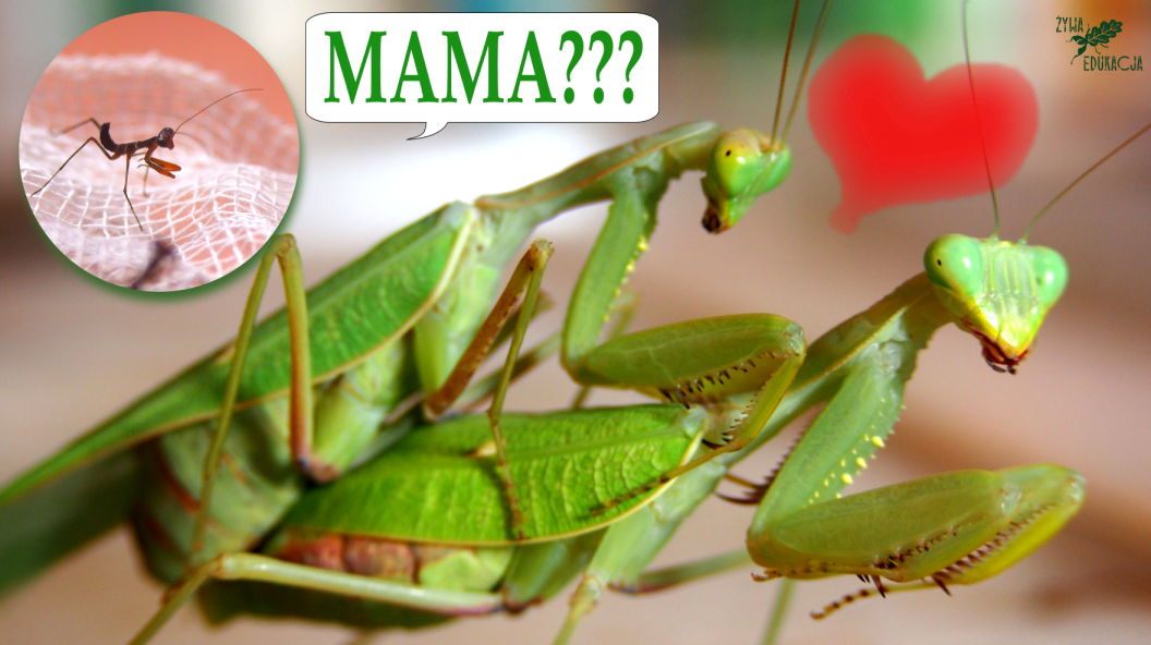 modliszki dzieci thumb s