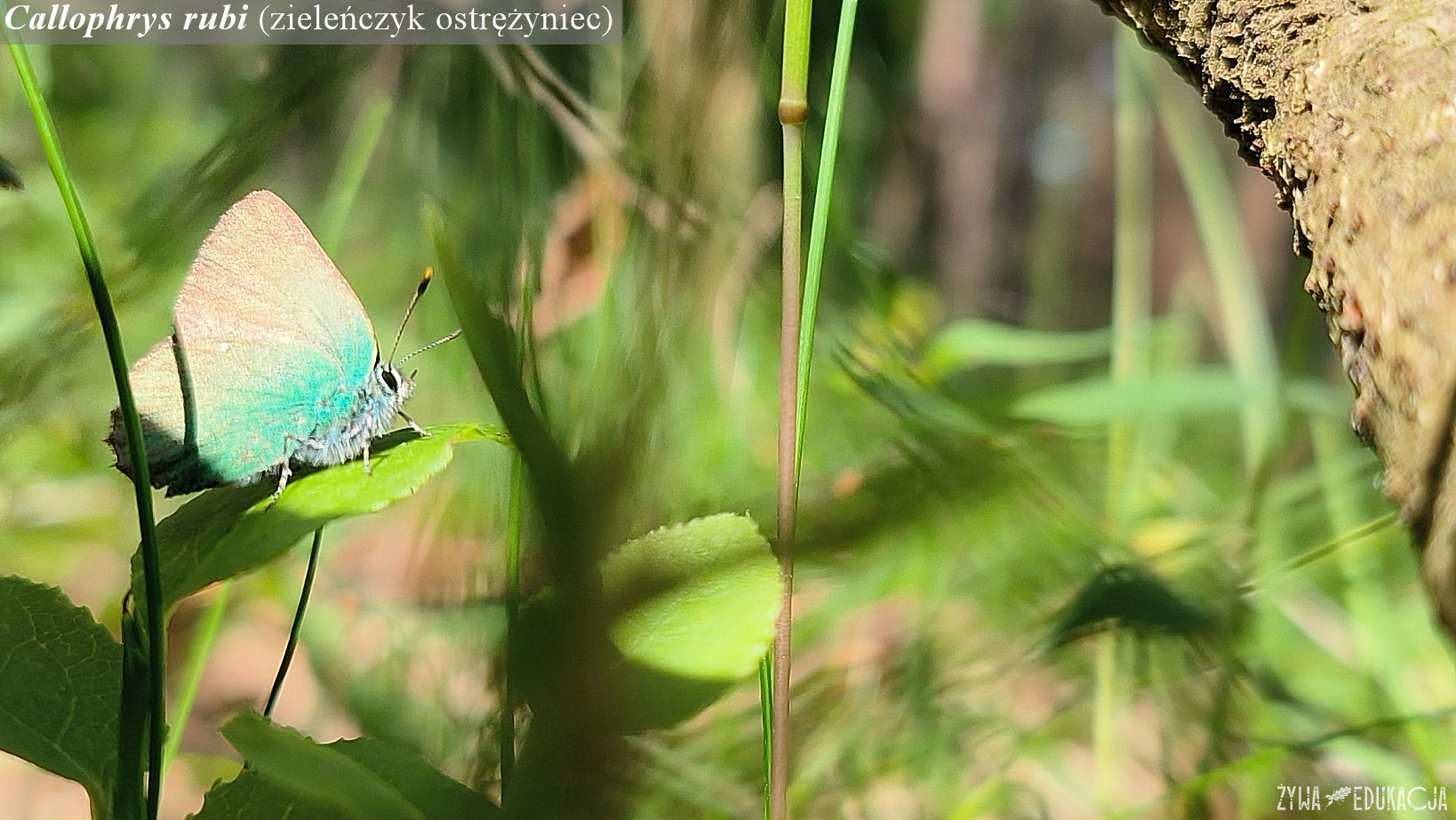 Callophrys rubi