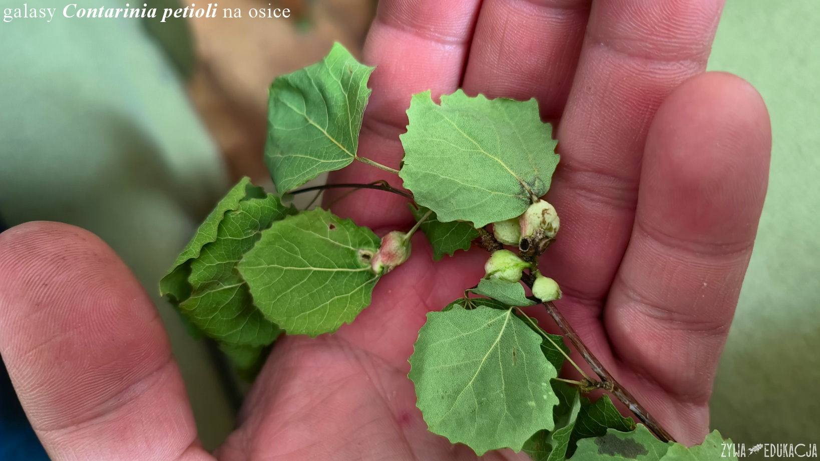 Contarinia petioli Populus tremula