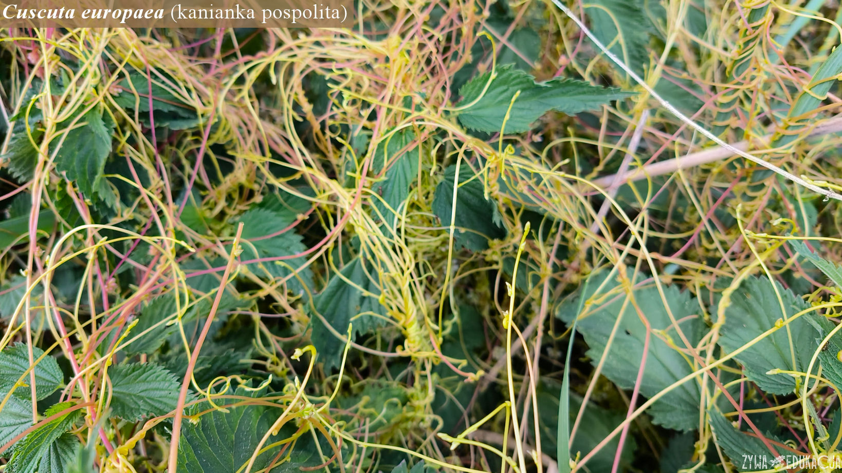 cuscuta europaea 0624a