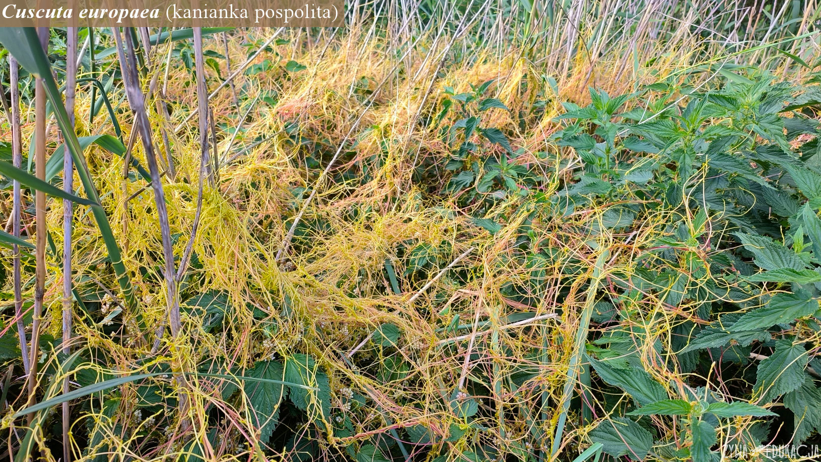 cuscuta europaea 0624b