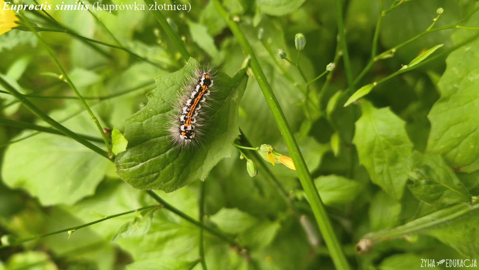 euproctis similis0624 a