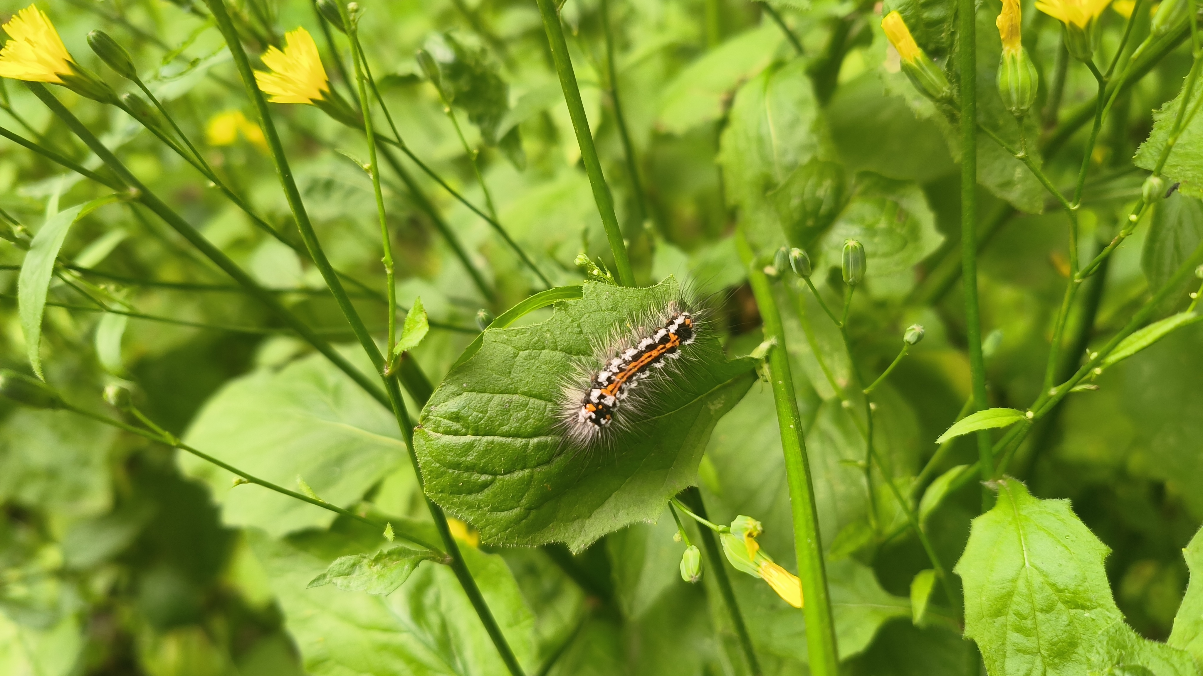 euproctis similis0624 b