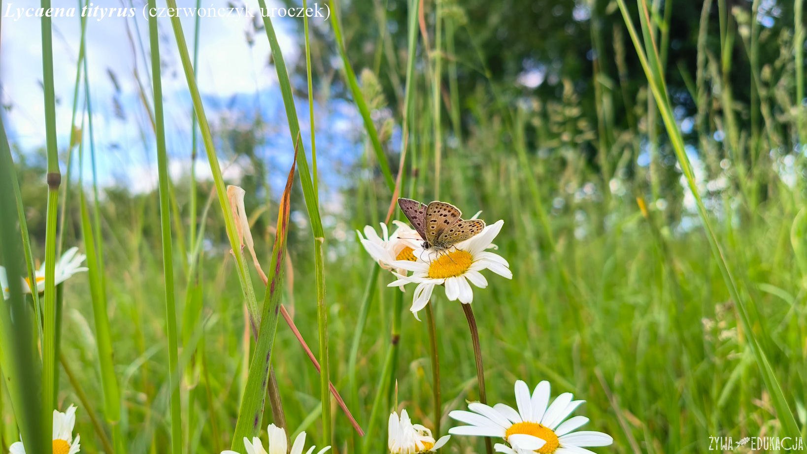 lycaena tityrus 