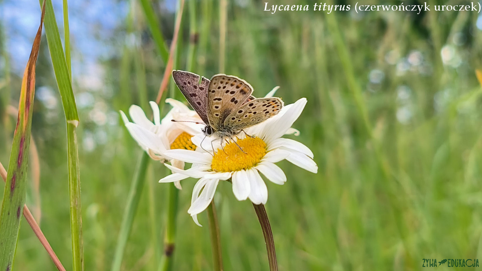 lycaena tityrus 